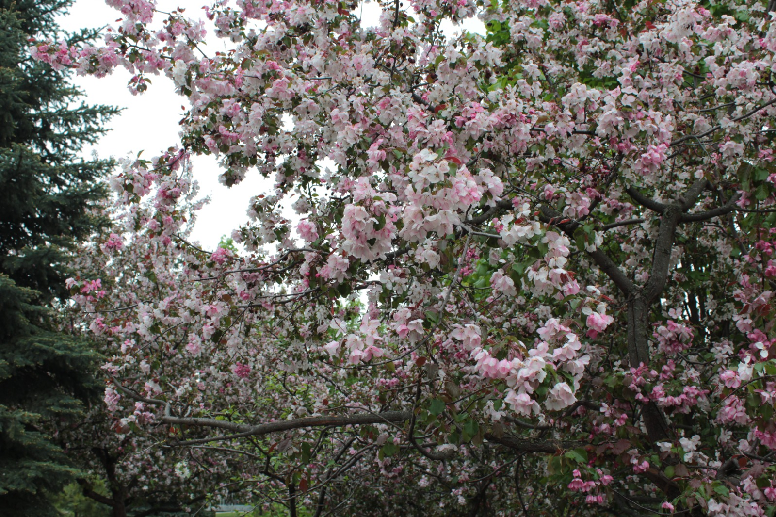 Дарьи Святохиной. «Общественная электронная газета».