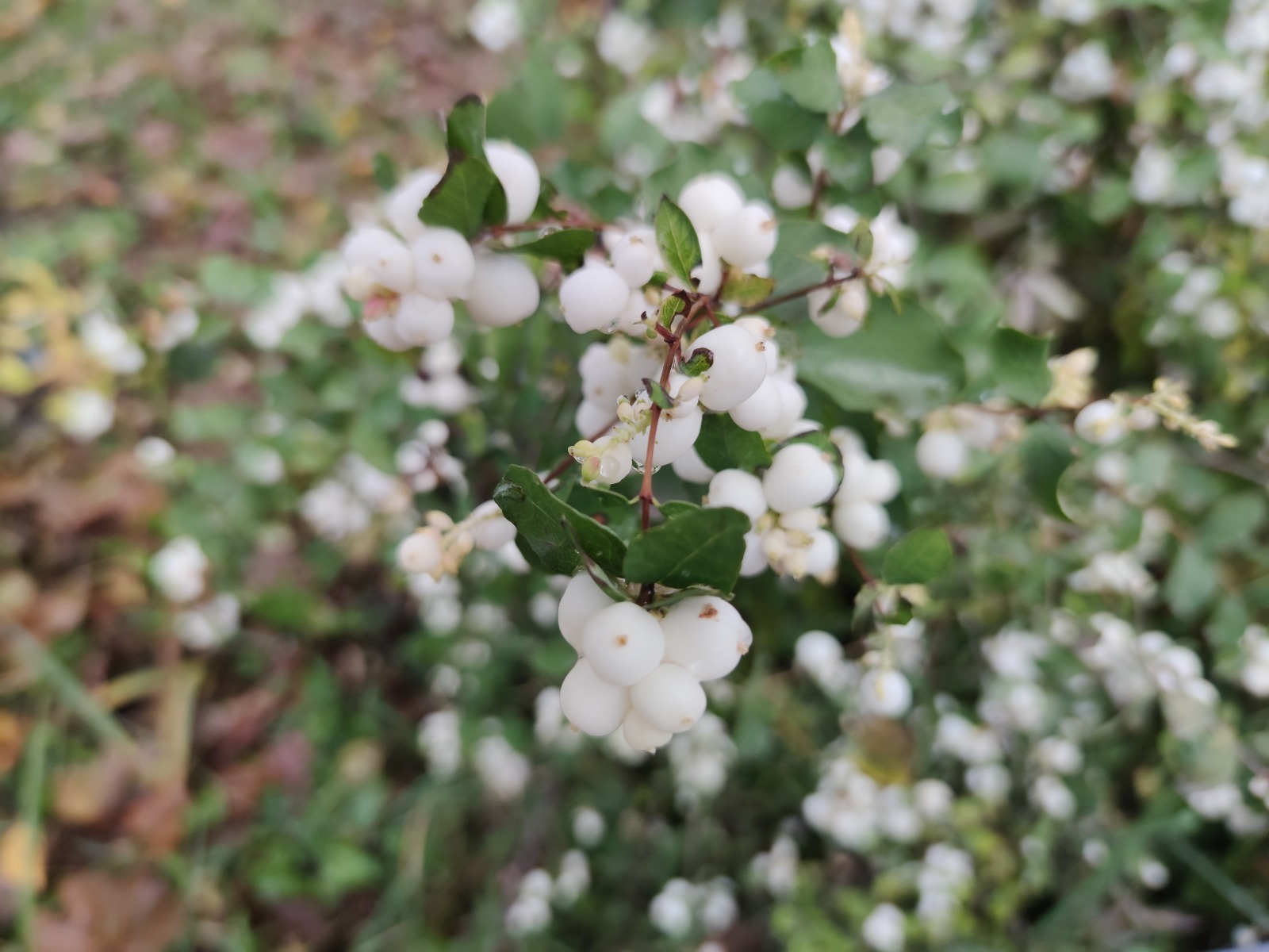 Дарьи Святохиной. «Общественная электронная газета».