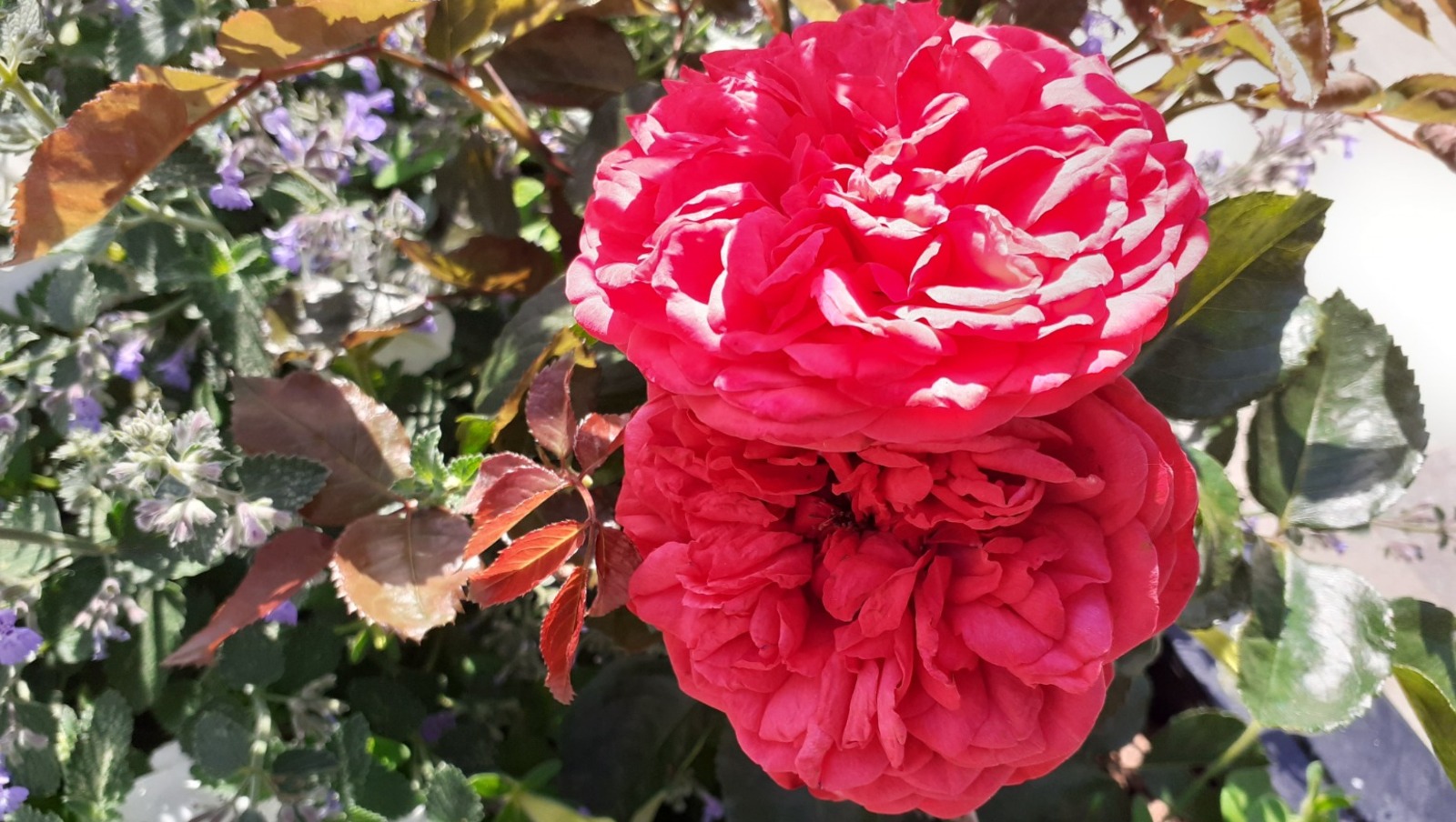 Владимира Шакиева.