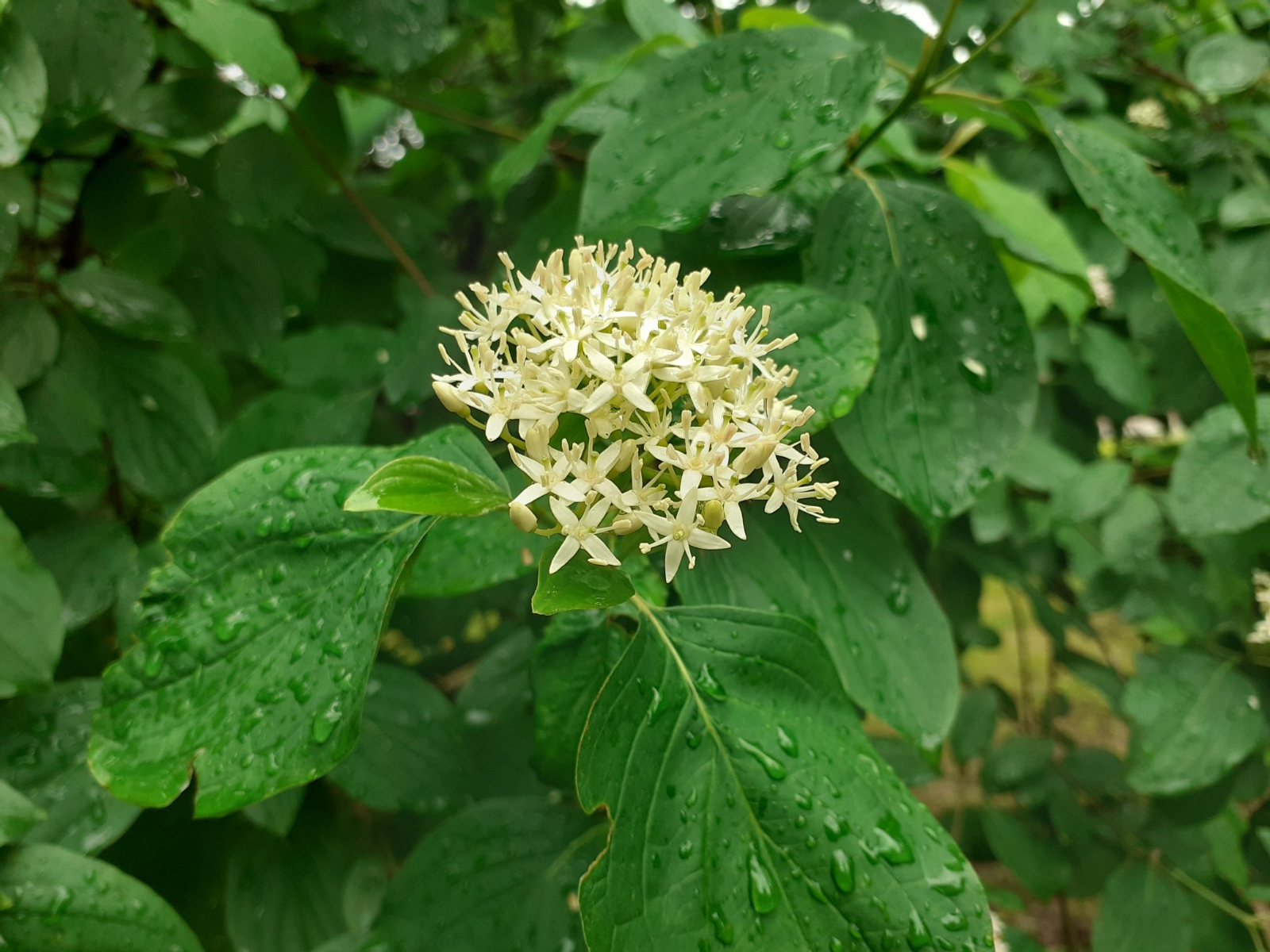 Владимира Шакиева. «Общественная электронная газета».