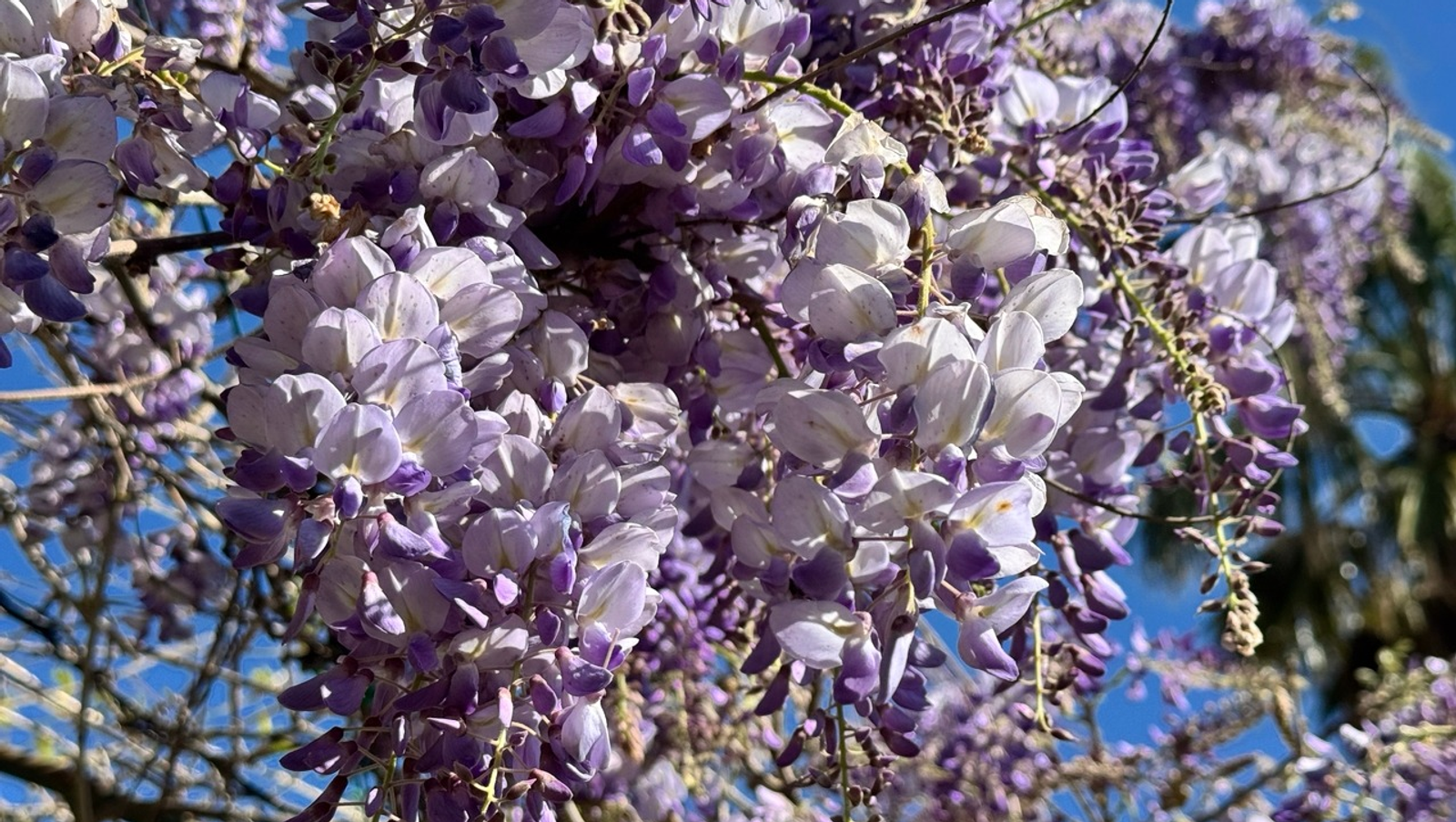 Елены Колоколовой.  «Общественная электронная газета».