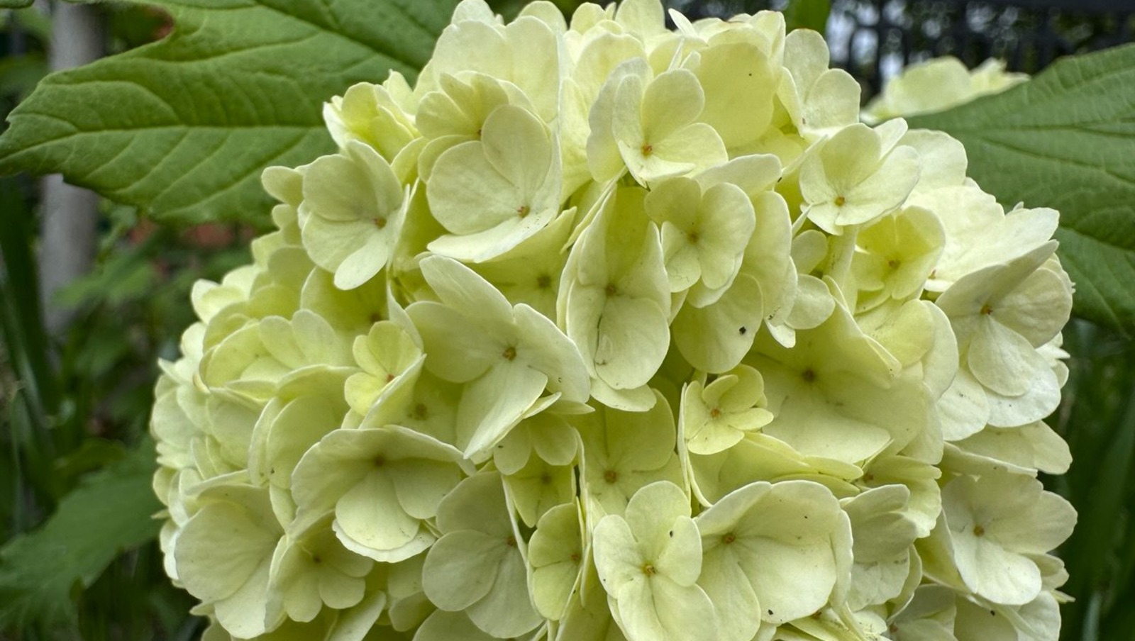 Елены Колоколовой.