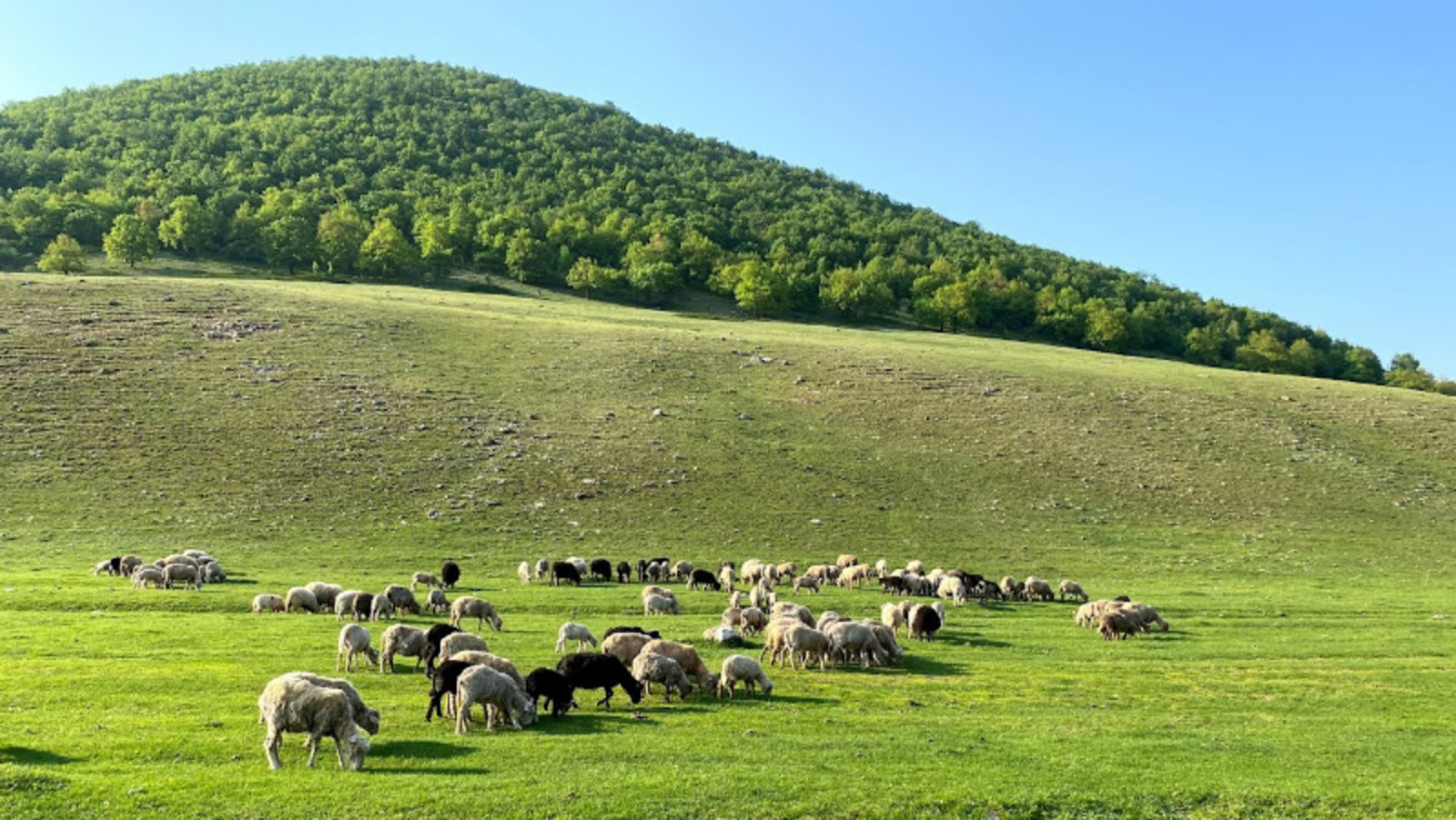 Елены Колоколовой.