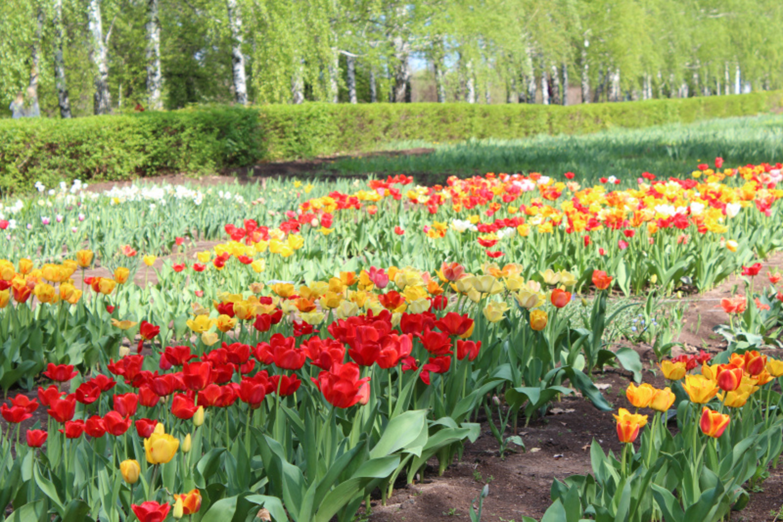 Фото автора.