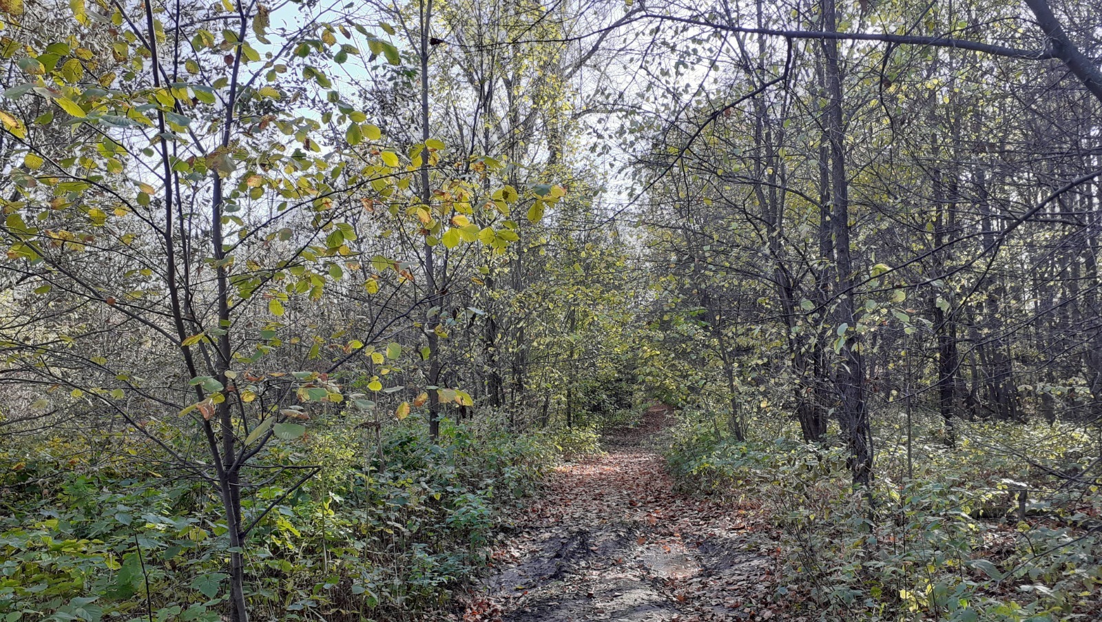 Владимира Шакиева.