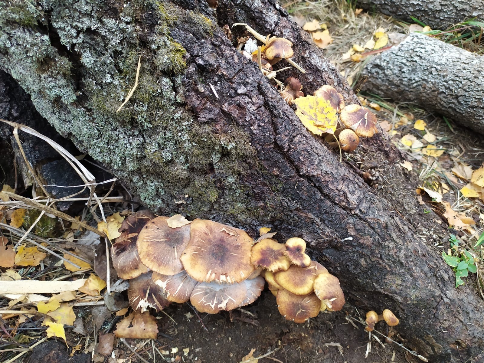 Васили Саитовой.