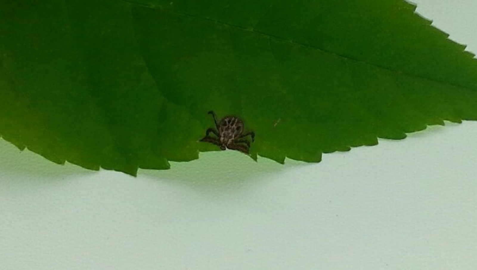 Дарьи Святохиной.