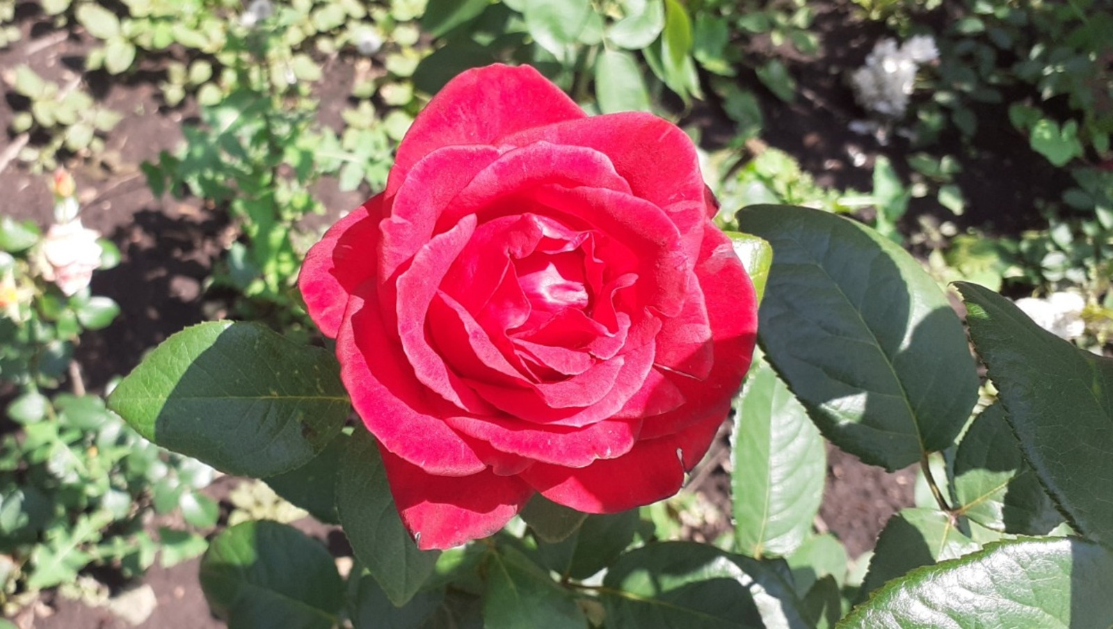 Владимира Шакиева.