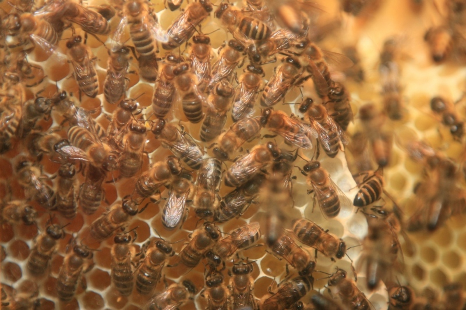 Фото Андрея Старостина (архив).