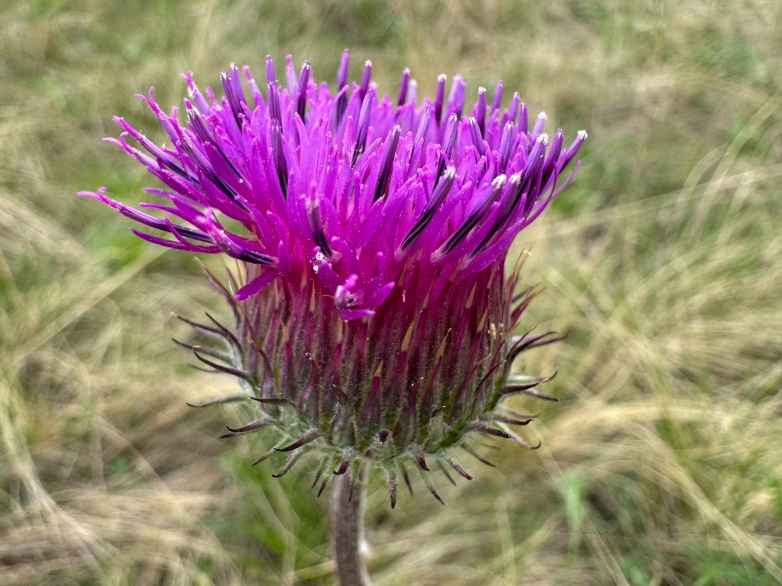 Елены Колоколовой