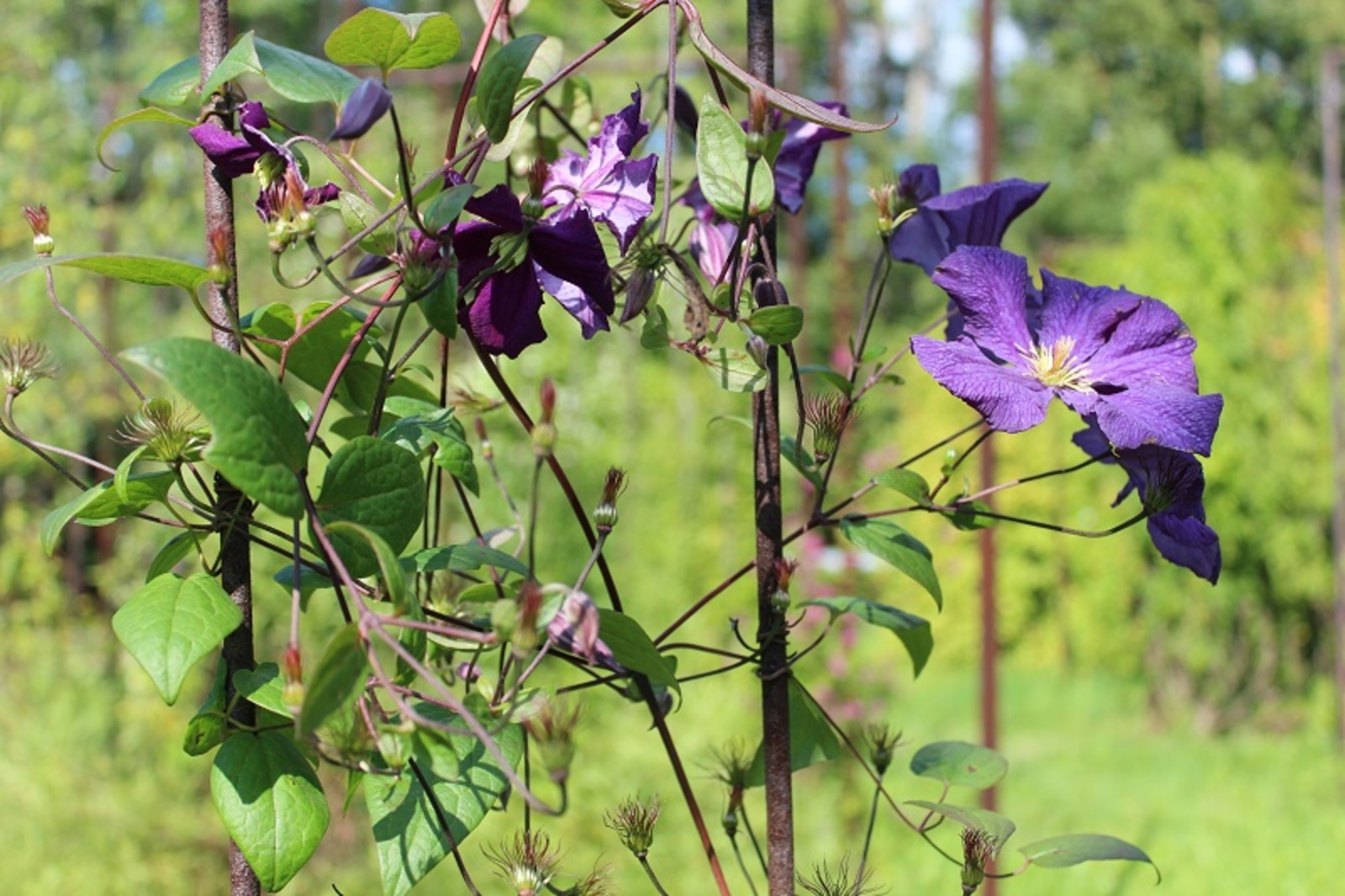 Фото автора.