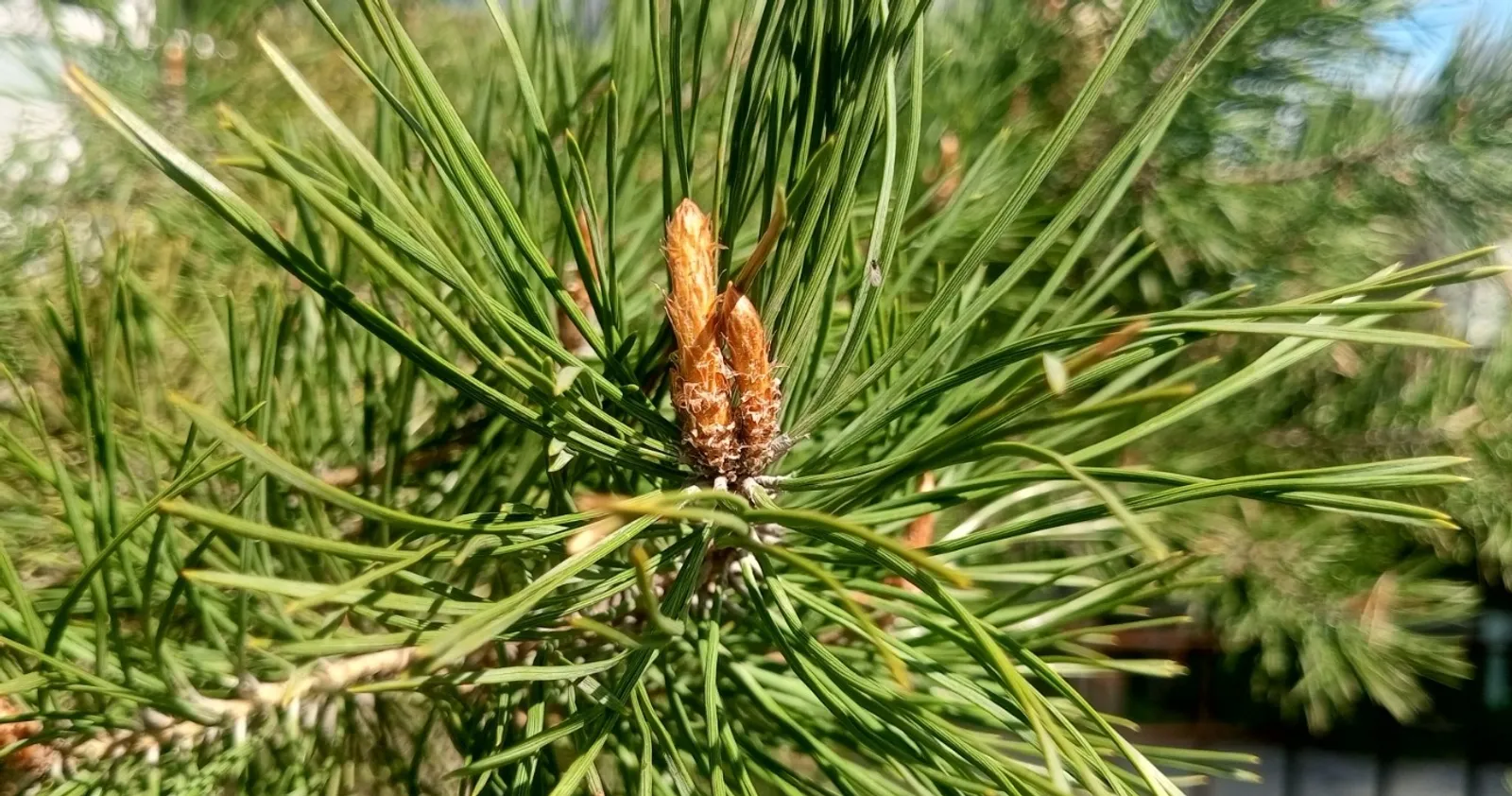 Евгении Сюткиной. «Общественная электронная газета».