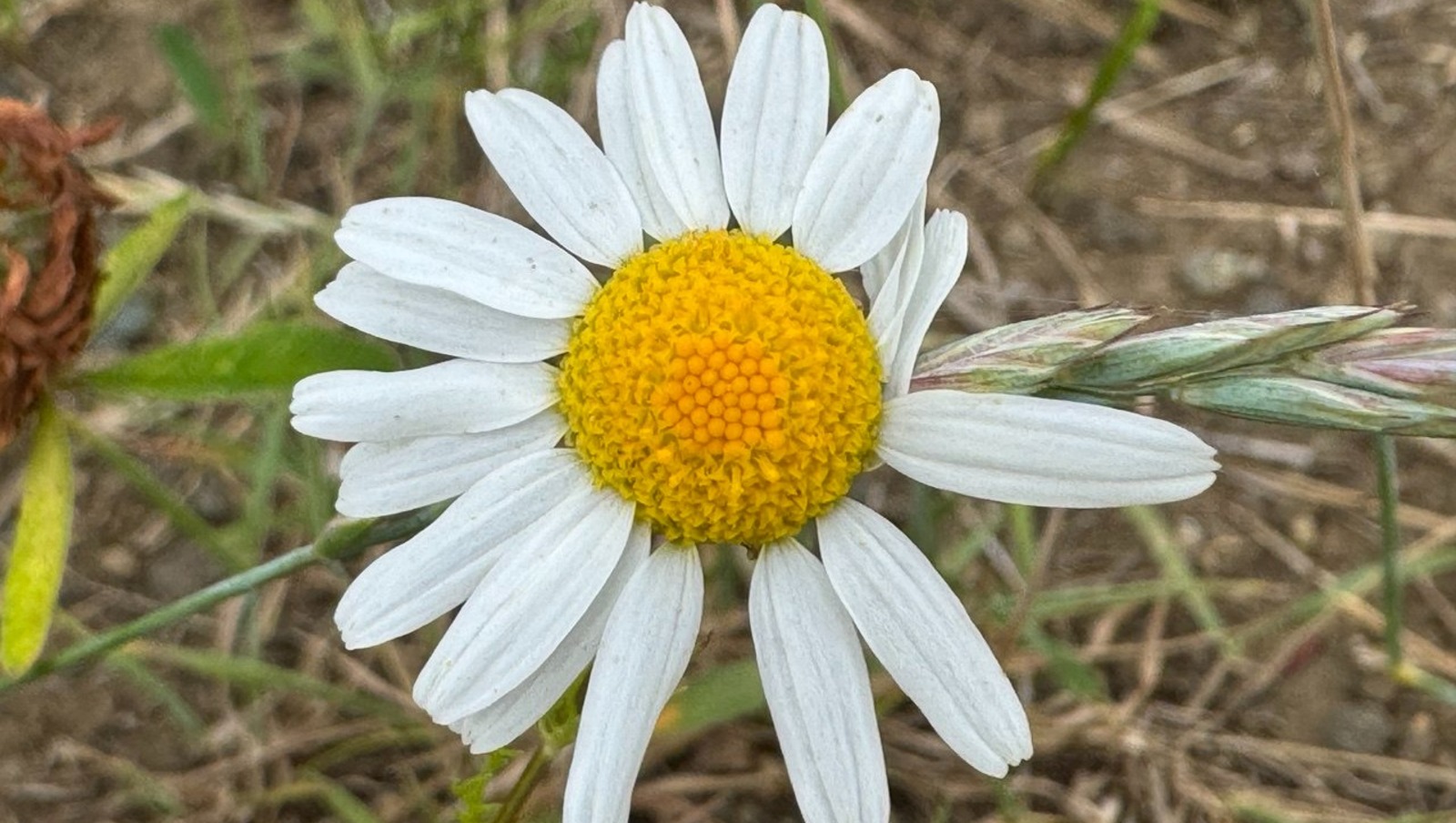Елены Колоколовой.