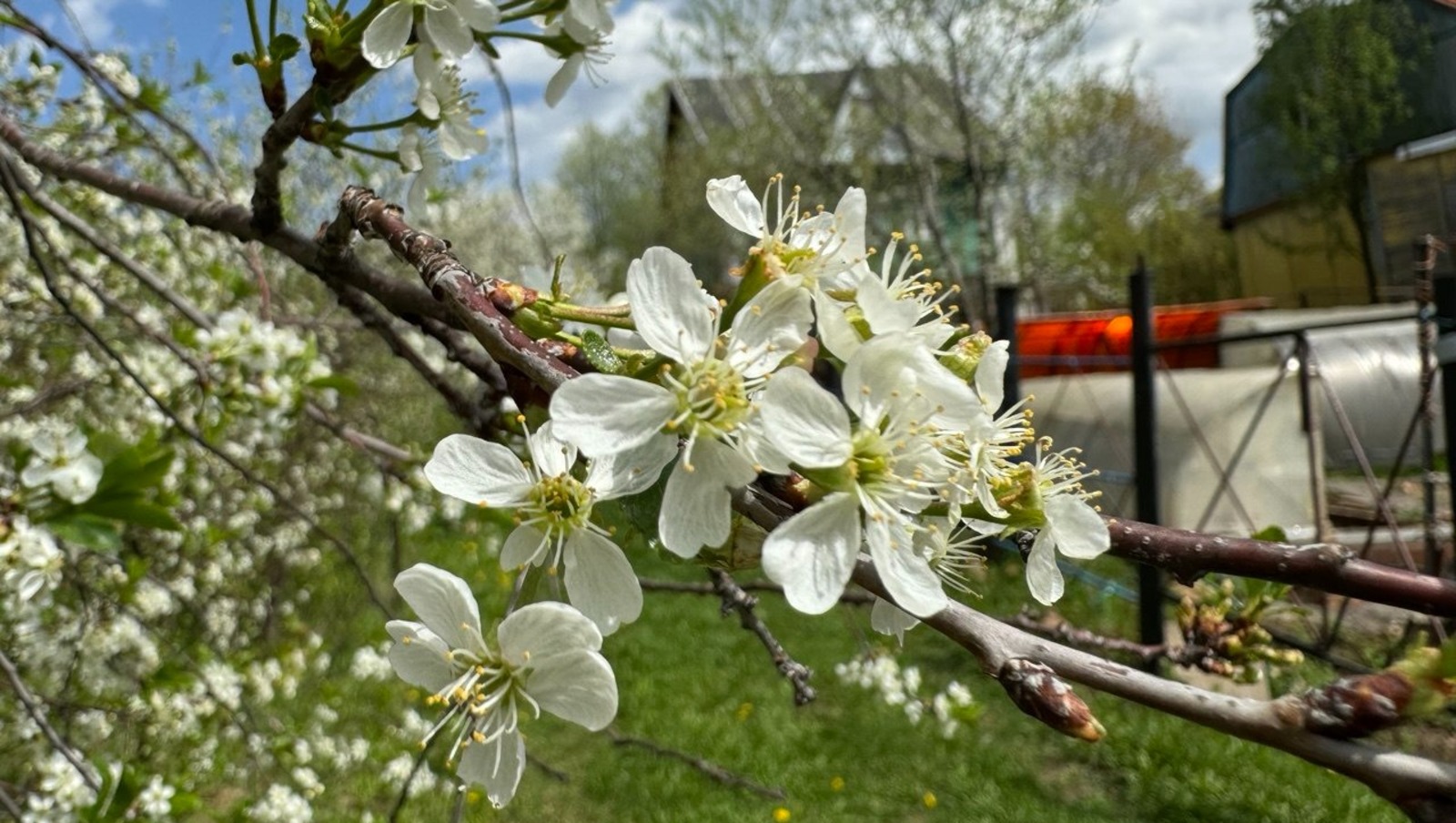 Елены Колоколовой.