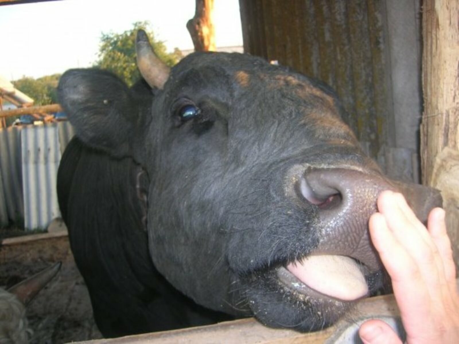 Фото Мариуки Григораш.