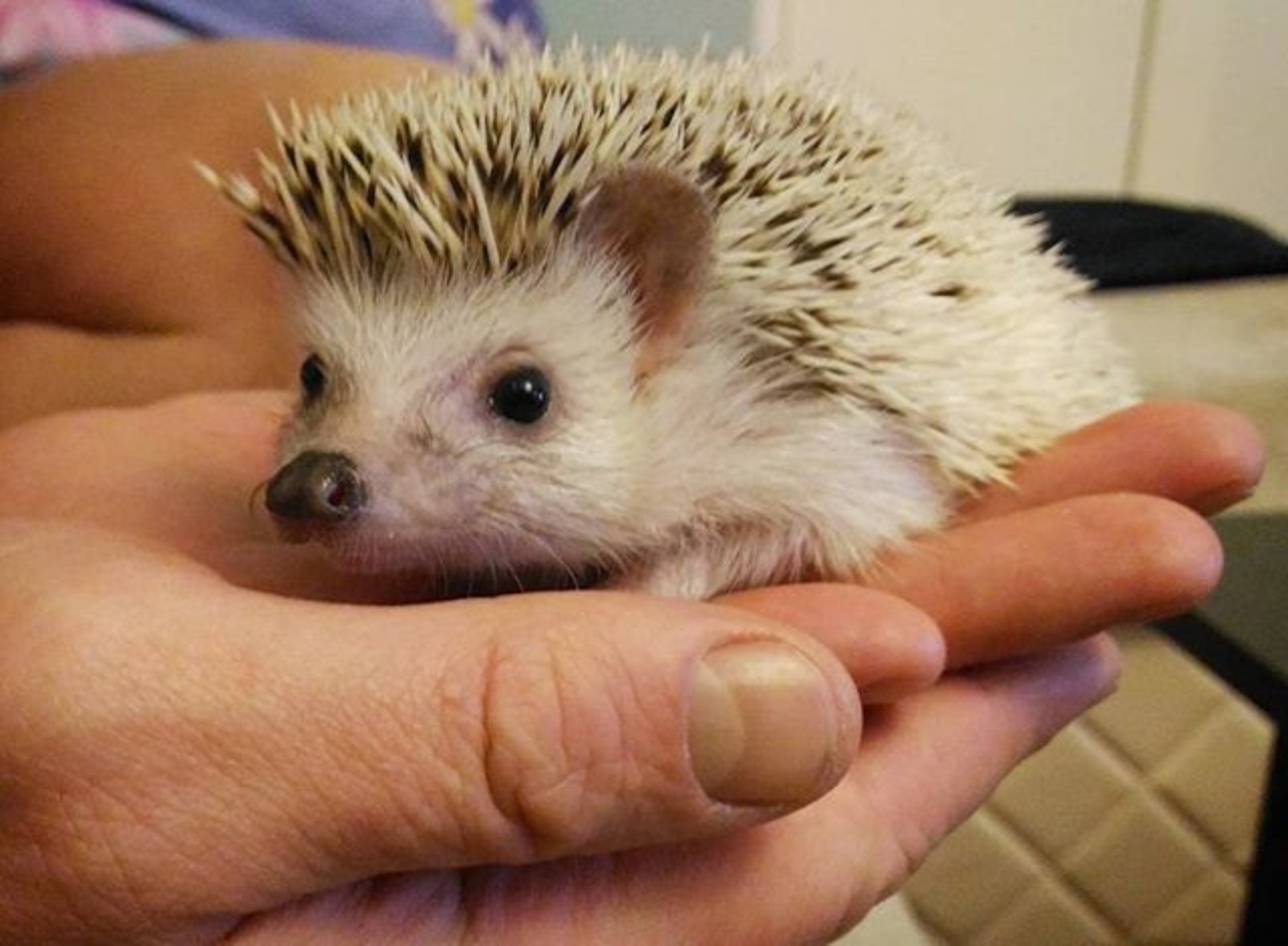 Фото предоставлено семьей Исаевых.