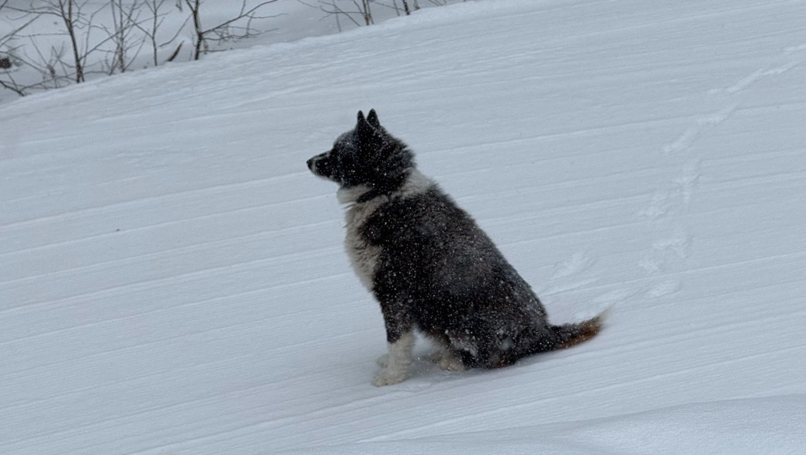 Елены Колоколовой.  «Общественная электронная газета».