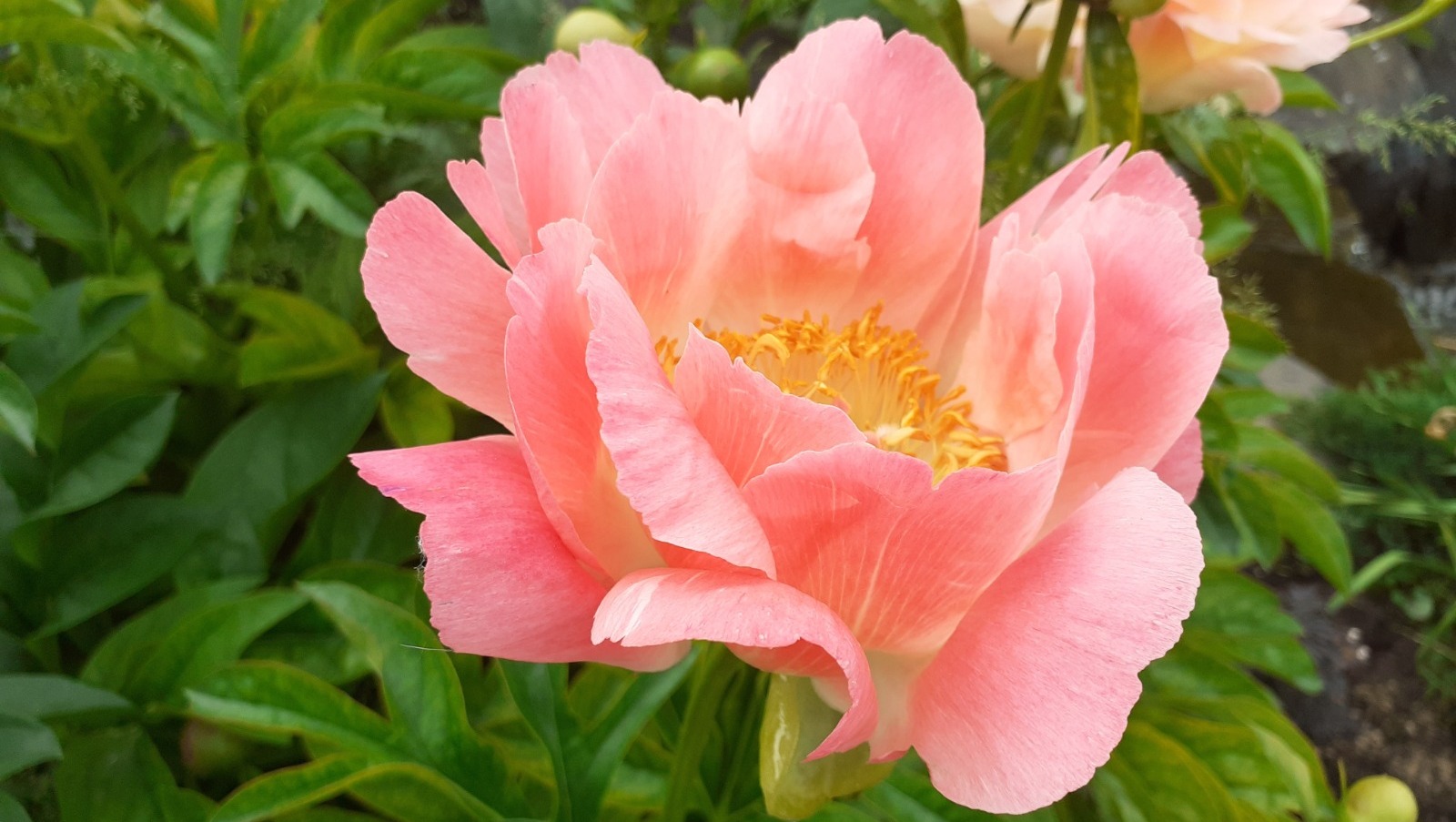 Владимира Шакиева.