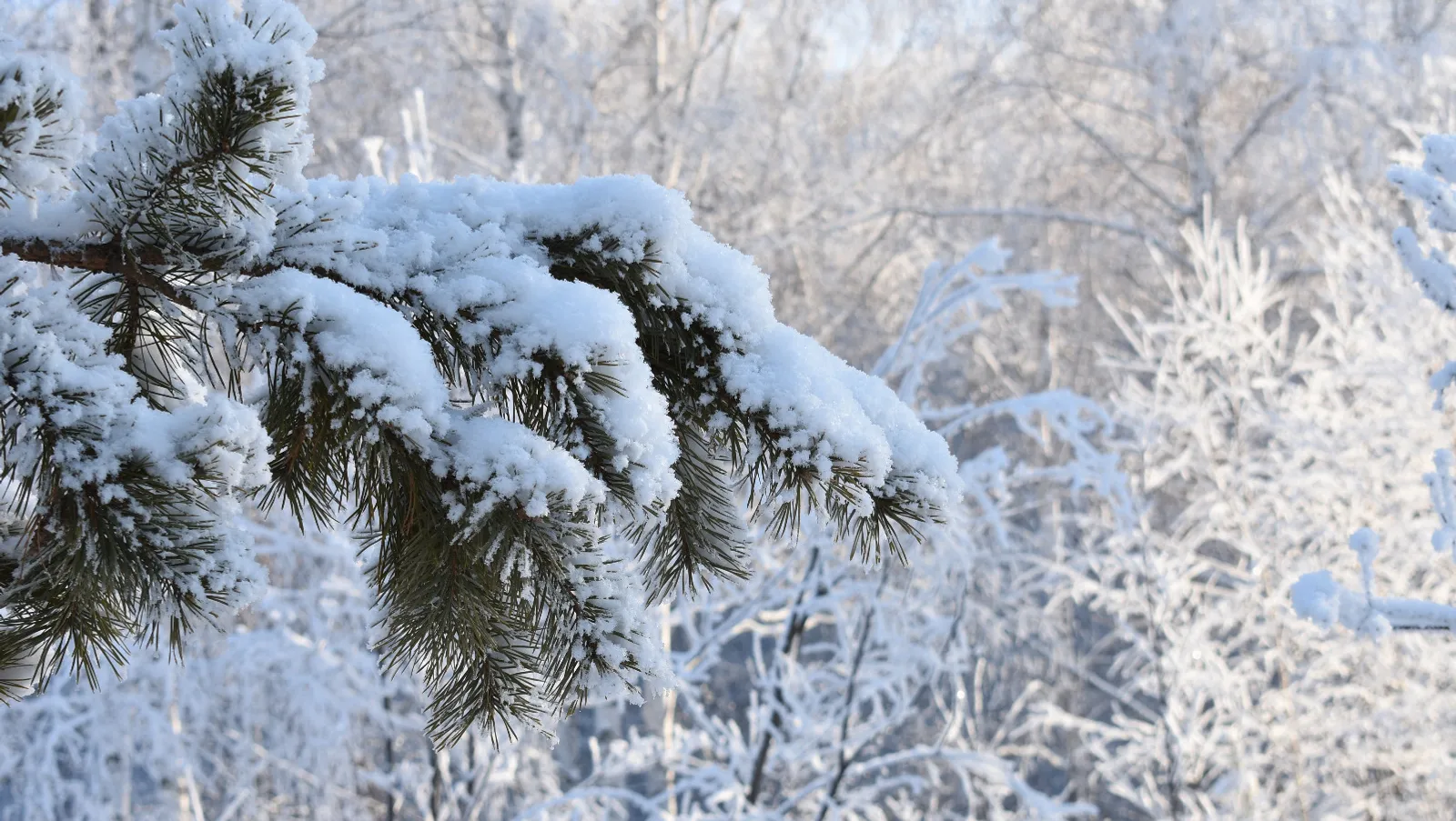 Елены Колоколовой.