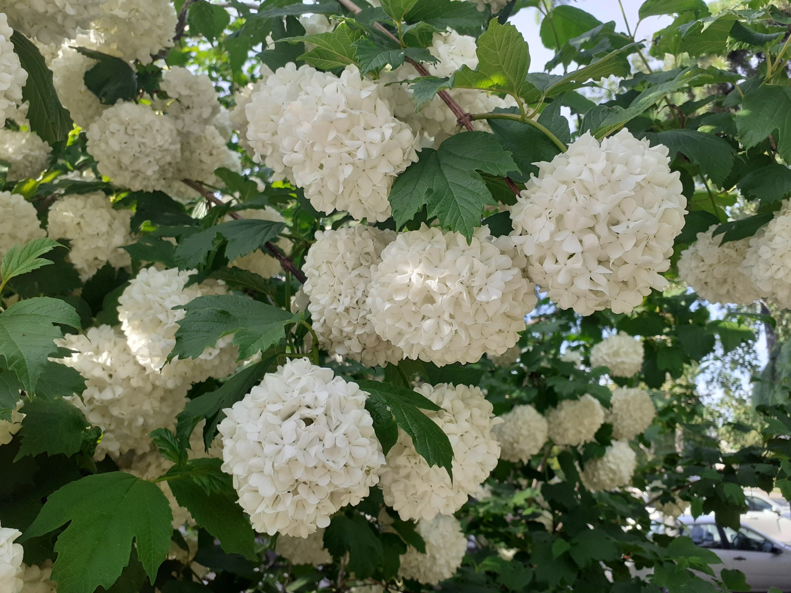 Владимира Шакиева. «Общественная электронная газета».