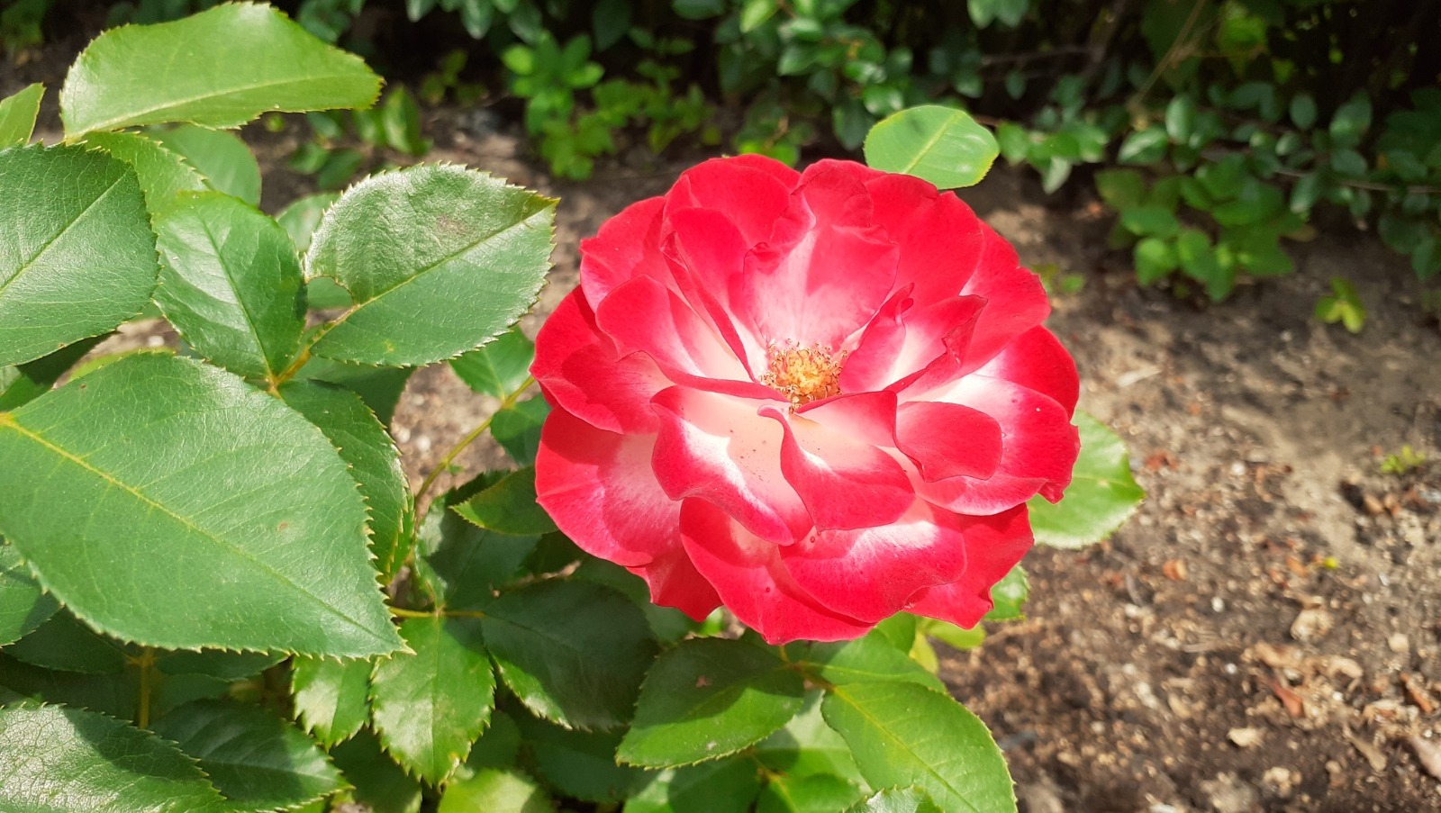 Владимира Шакиева.