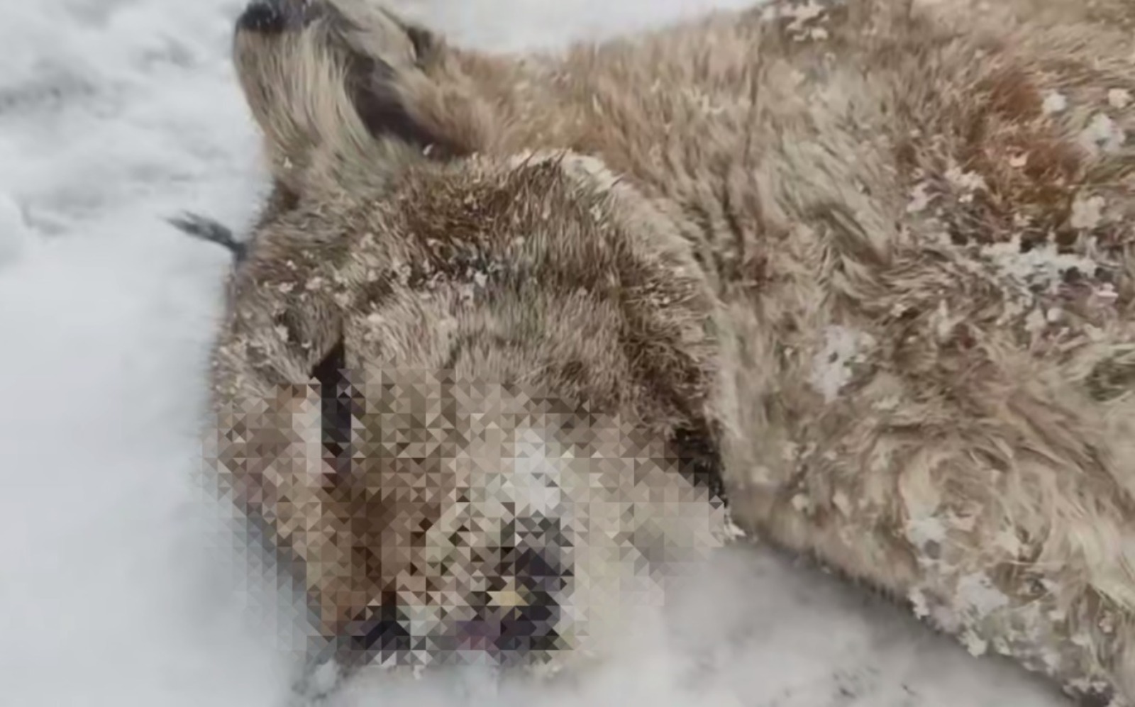 скриншот видео. Центр реабилитации диких животных «Пин и Пуф».