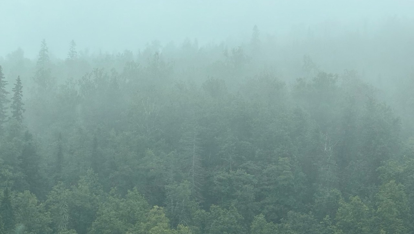 Елены Колоколовой.