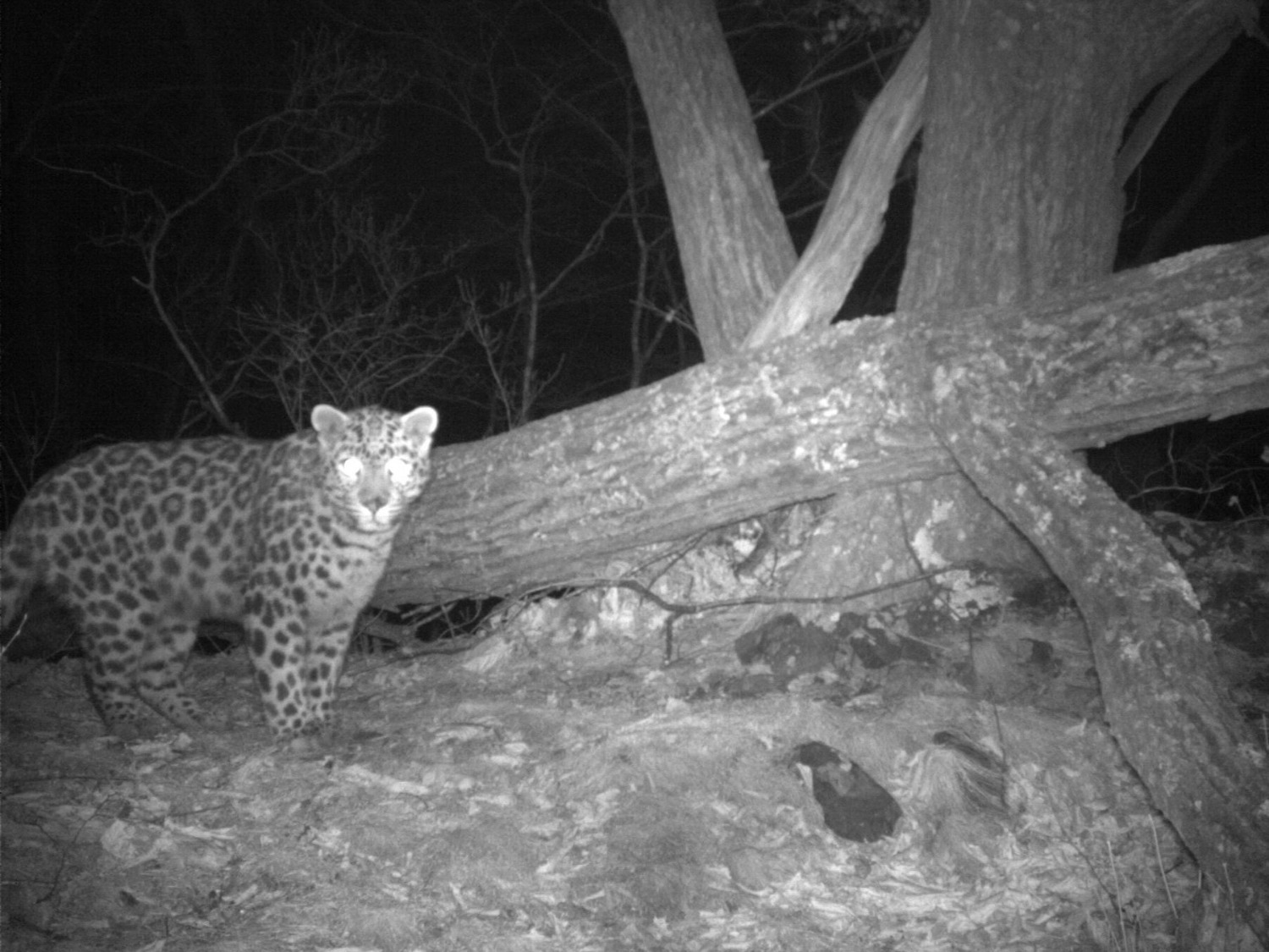 "Земли леопарда" фото предоставлены пресс-службой "Земли леопарда"