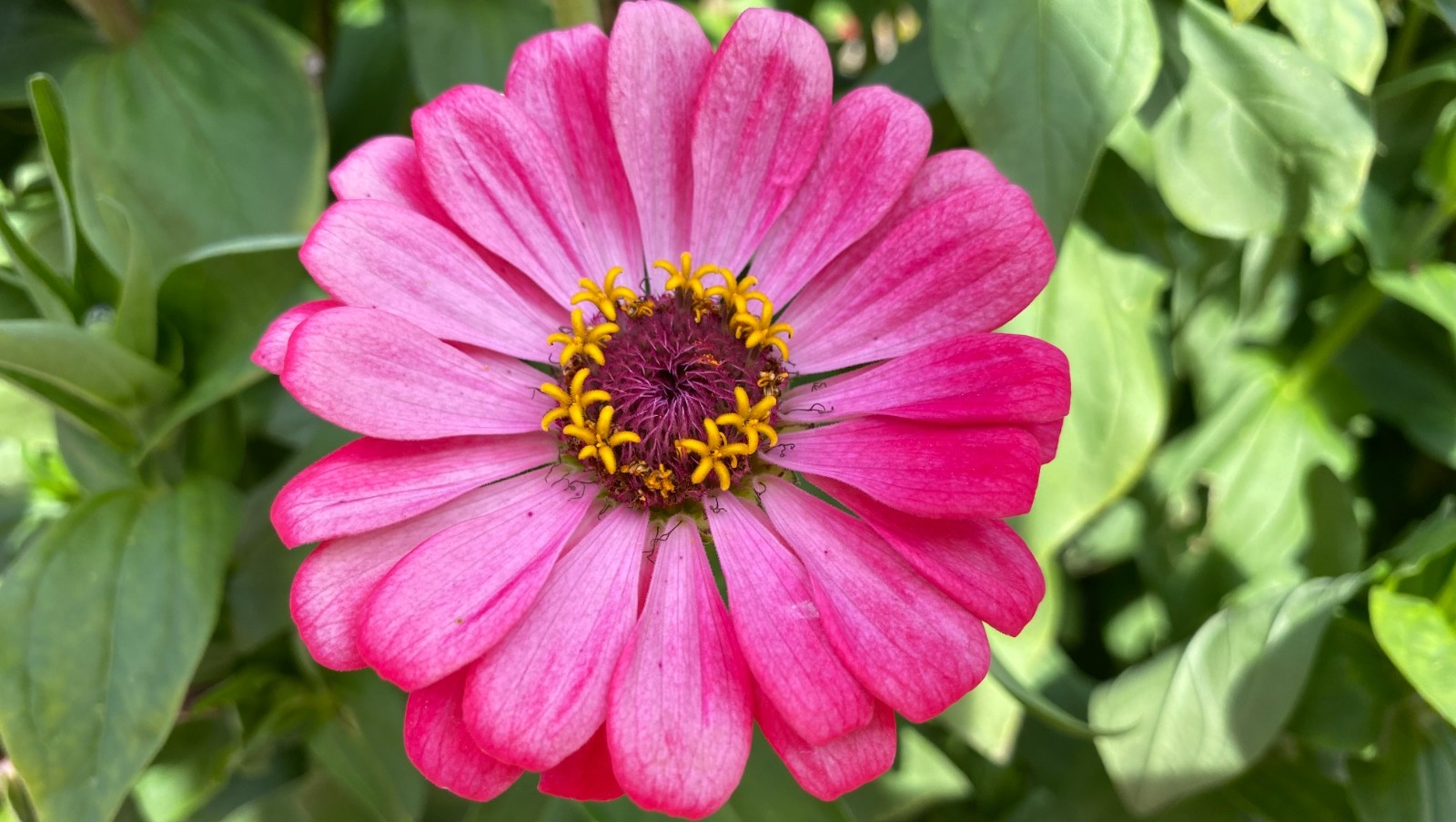 Елены Колоколовой.  «Общественная электронная газета».