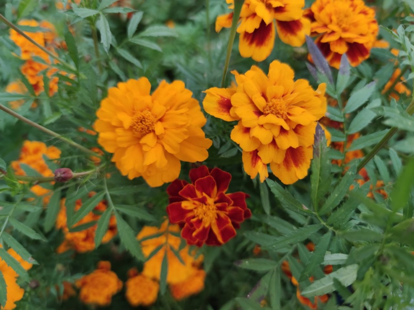 Дарьи Святохиной. "Общественная электронная газета".