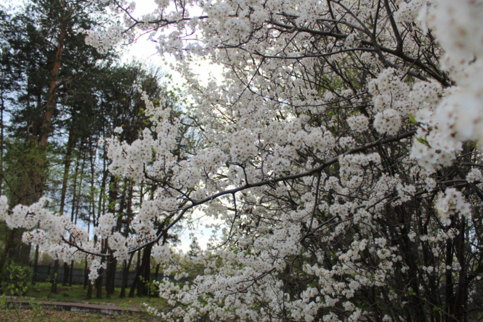 Фото автора.
