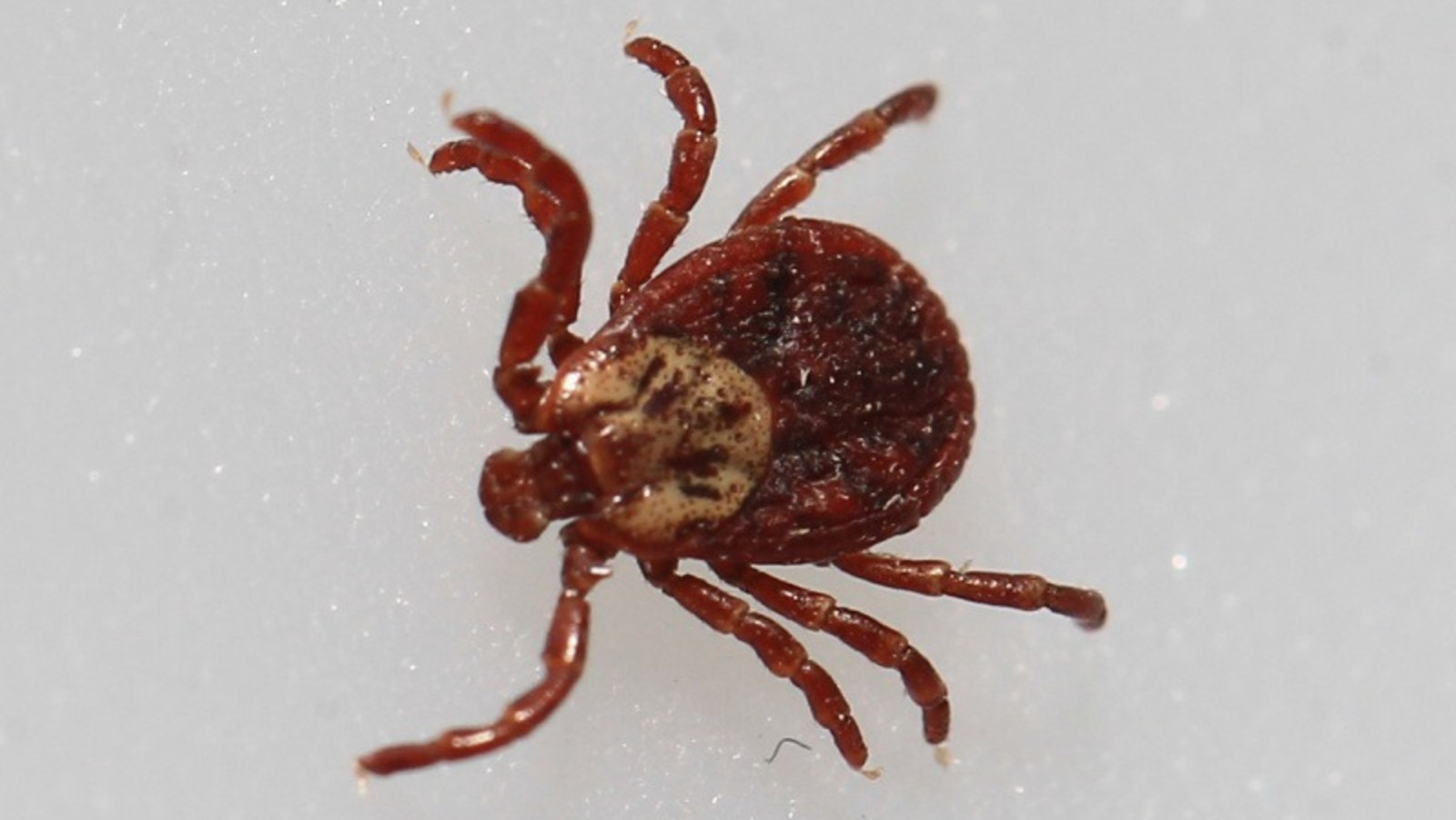 ИА «Башинформ».