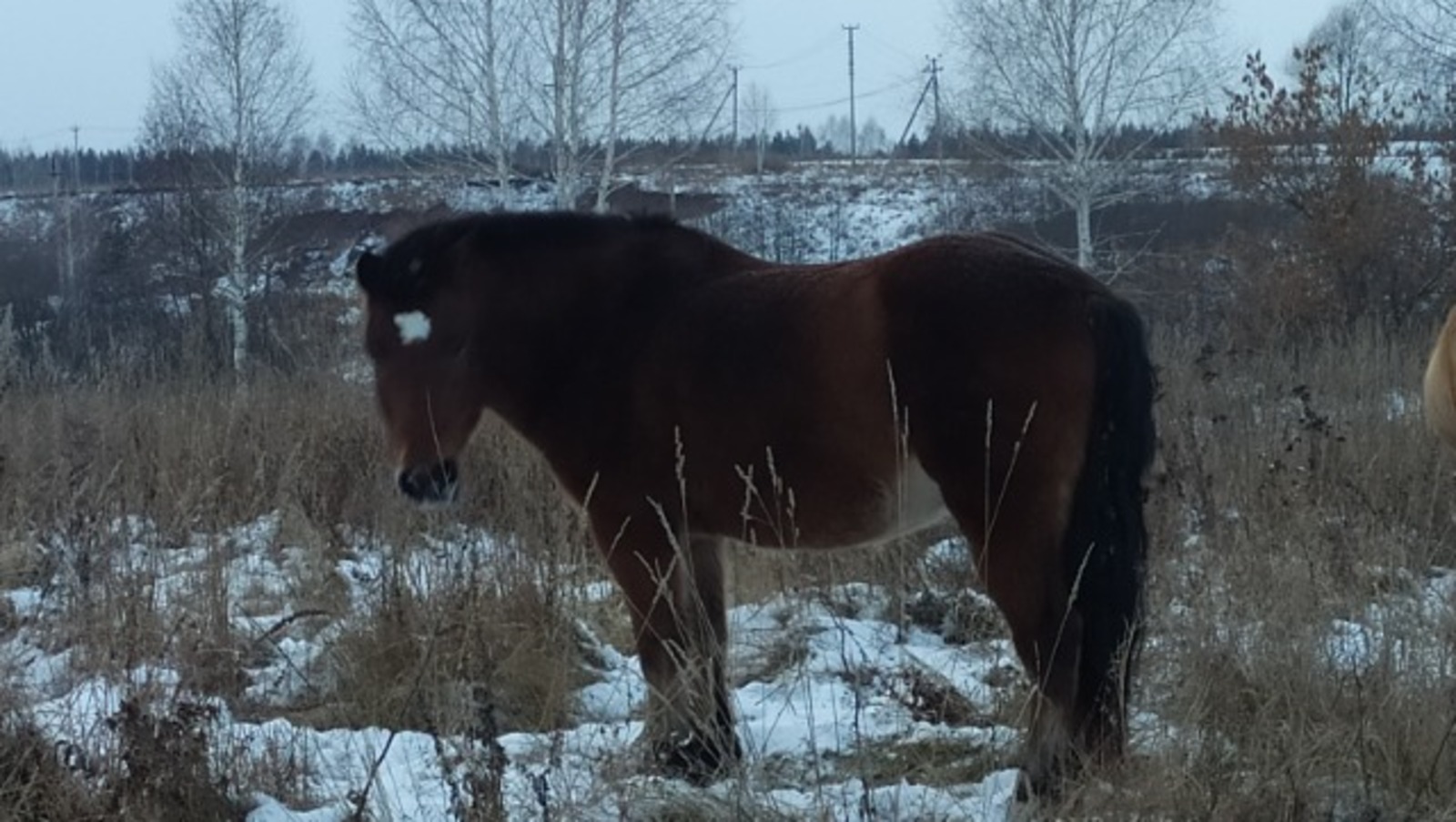 Васили Саитовой.