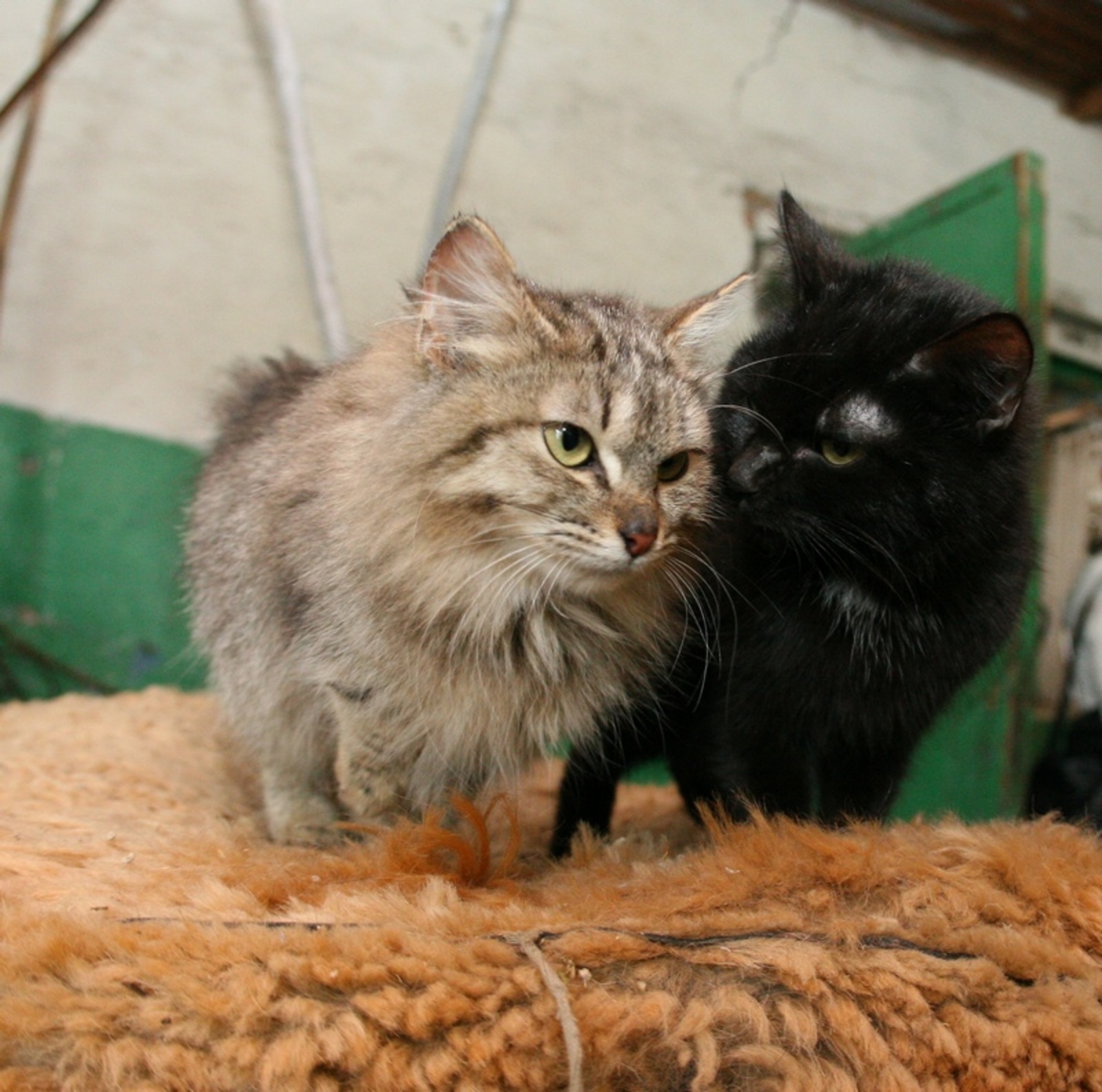 Фото Андрея Старостина.