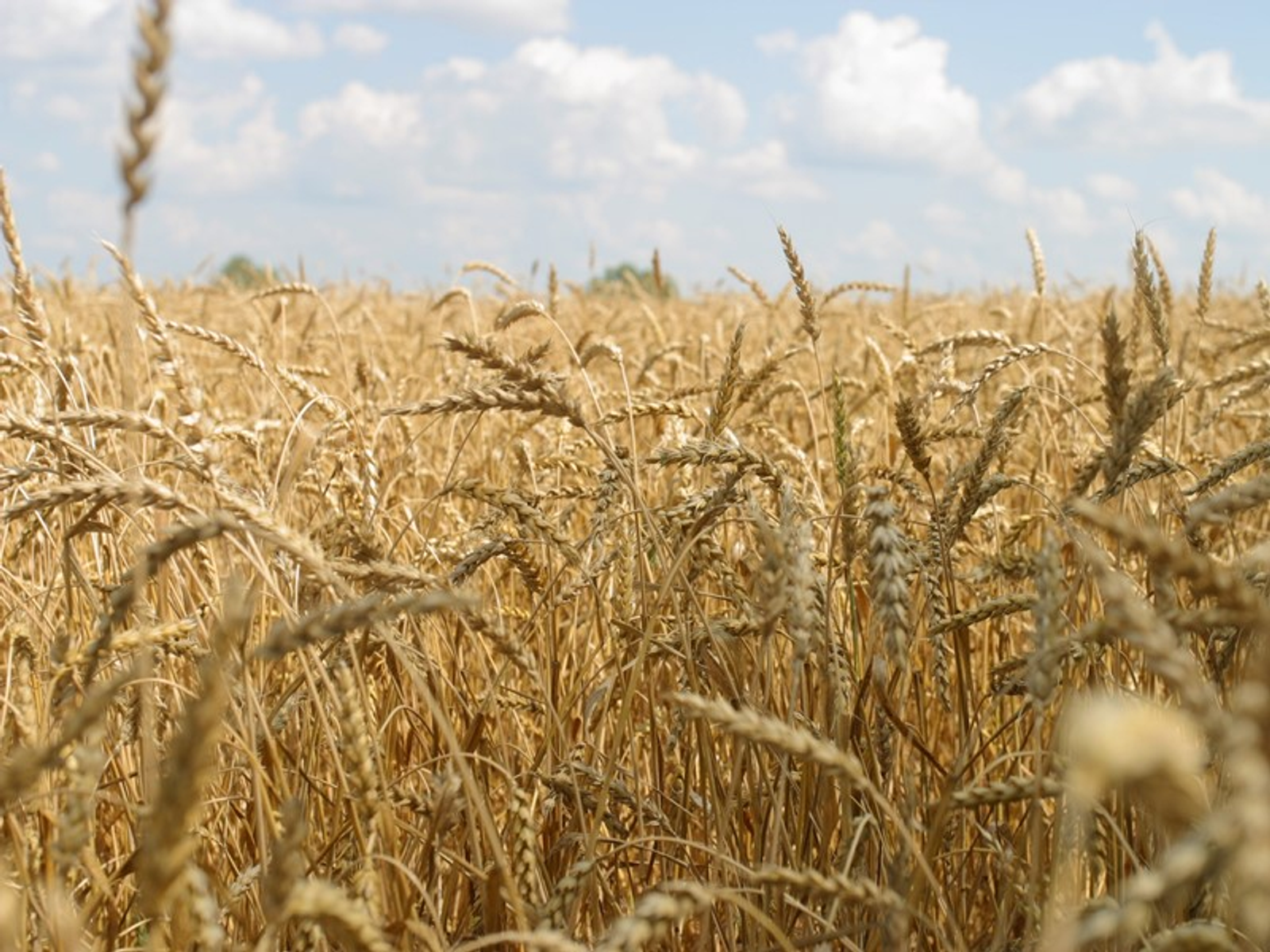 Фото Олега Яровикова.