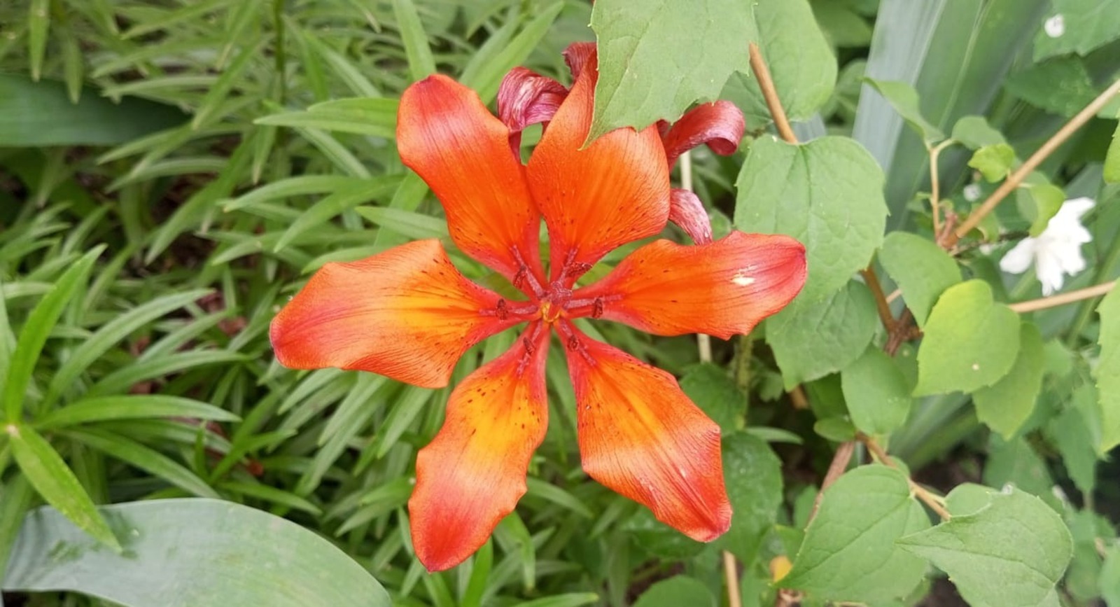 Евгении Сюткиной.