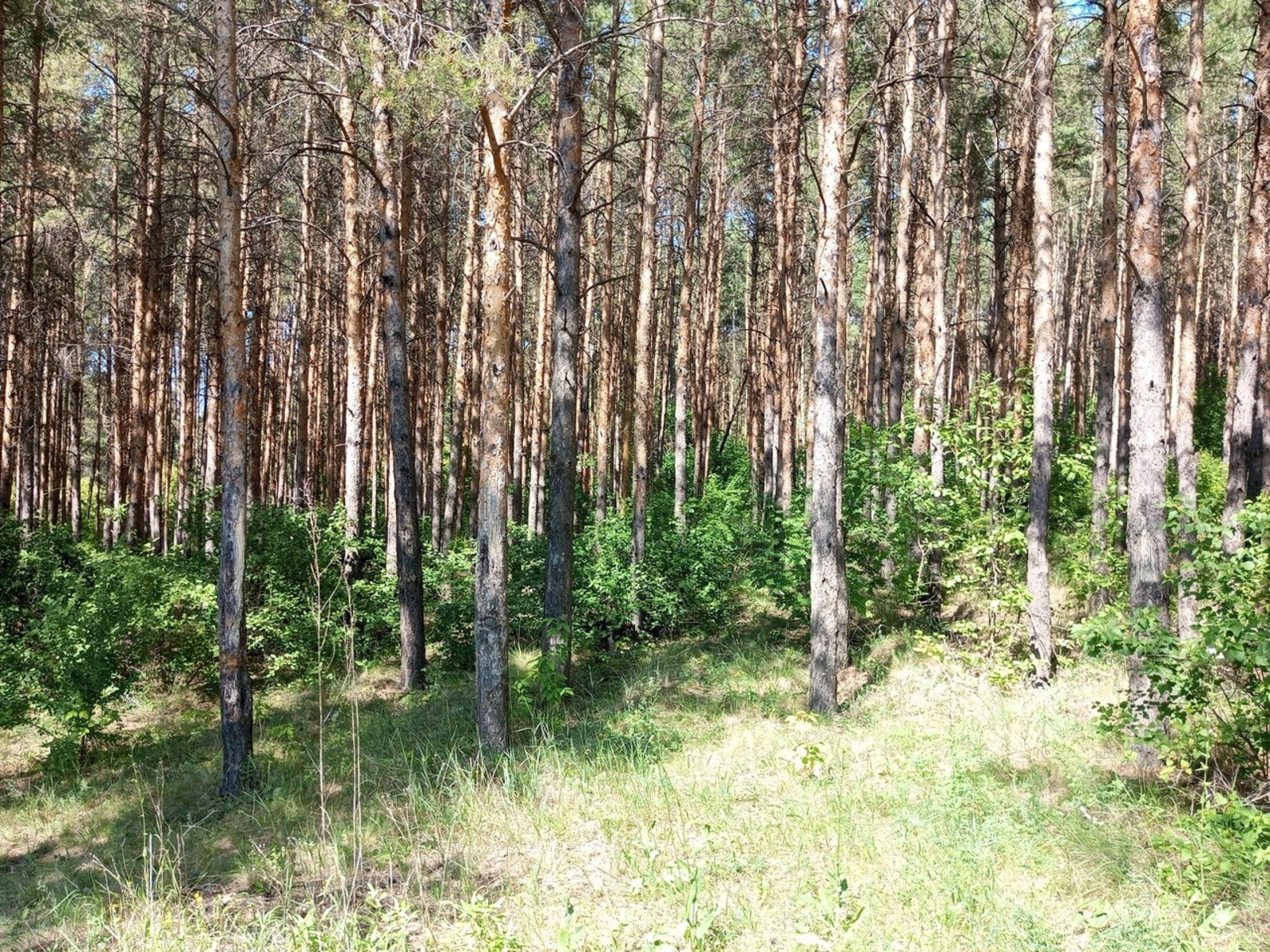 Евгении Сюткиной.