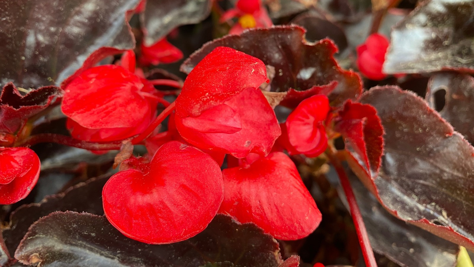 Елены Колоколовой.