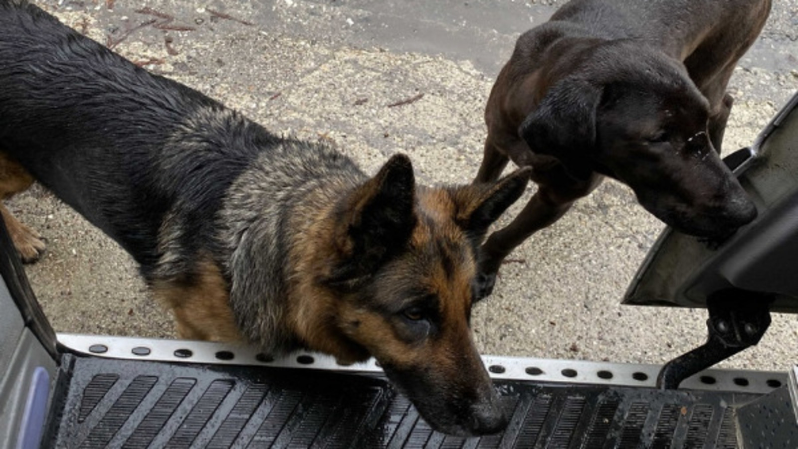 Елены Колоколовой.