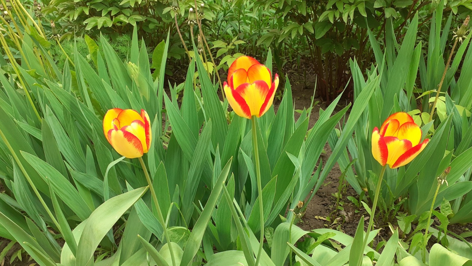 Владимира Шакиева.