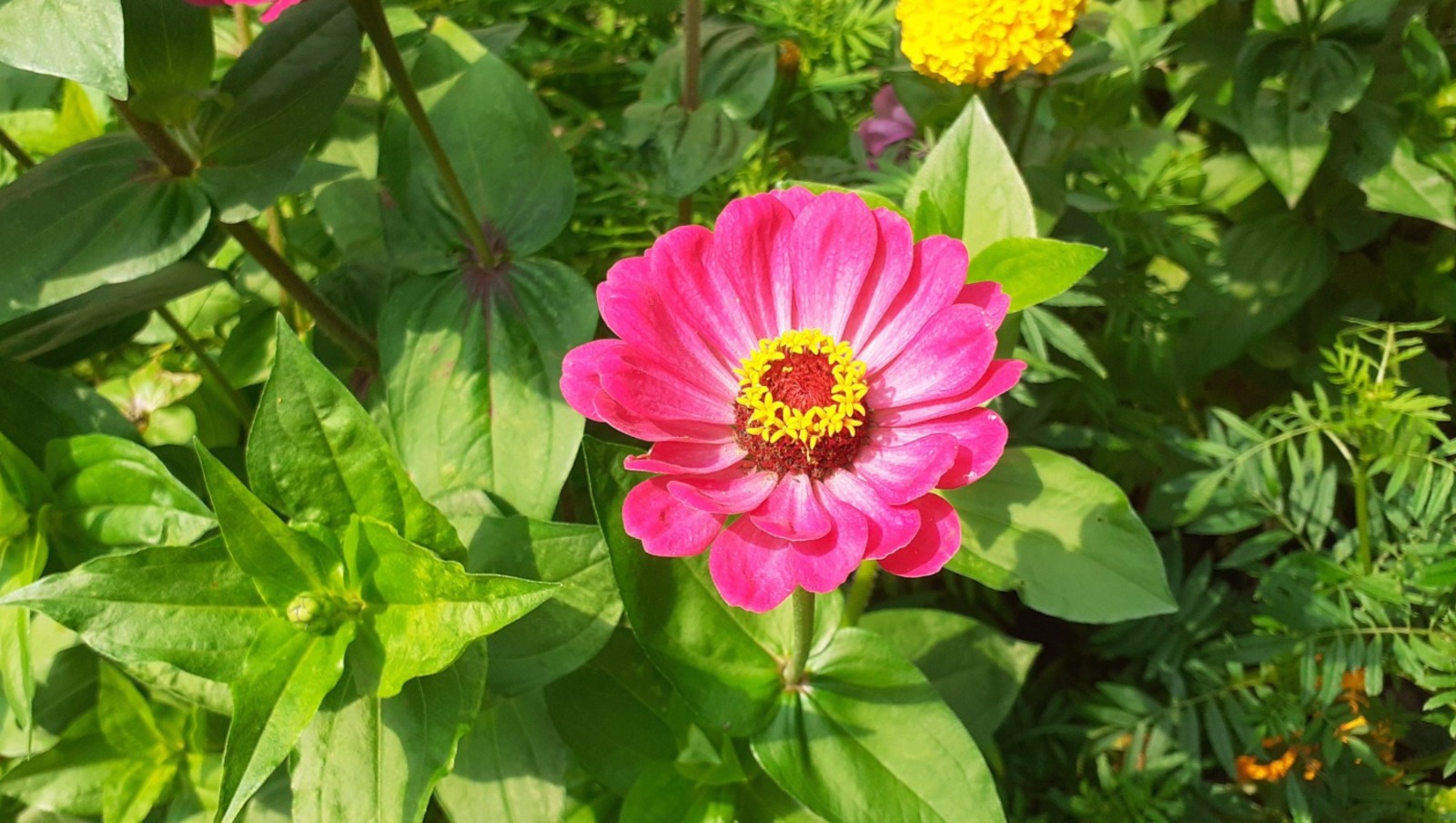 Владимира Шакиева.