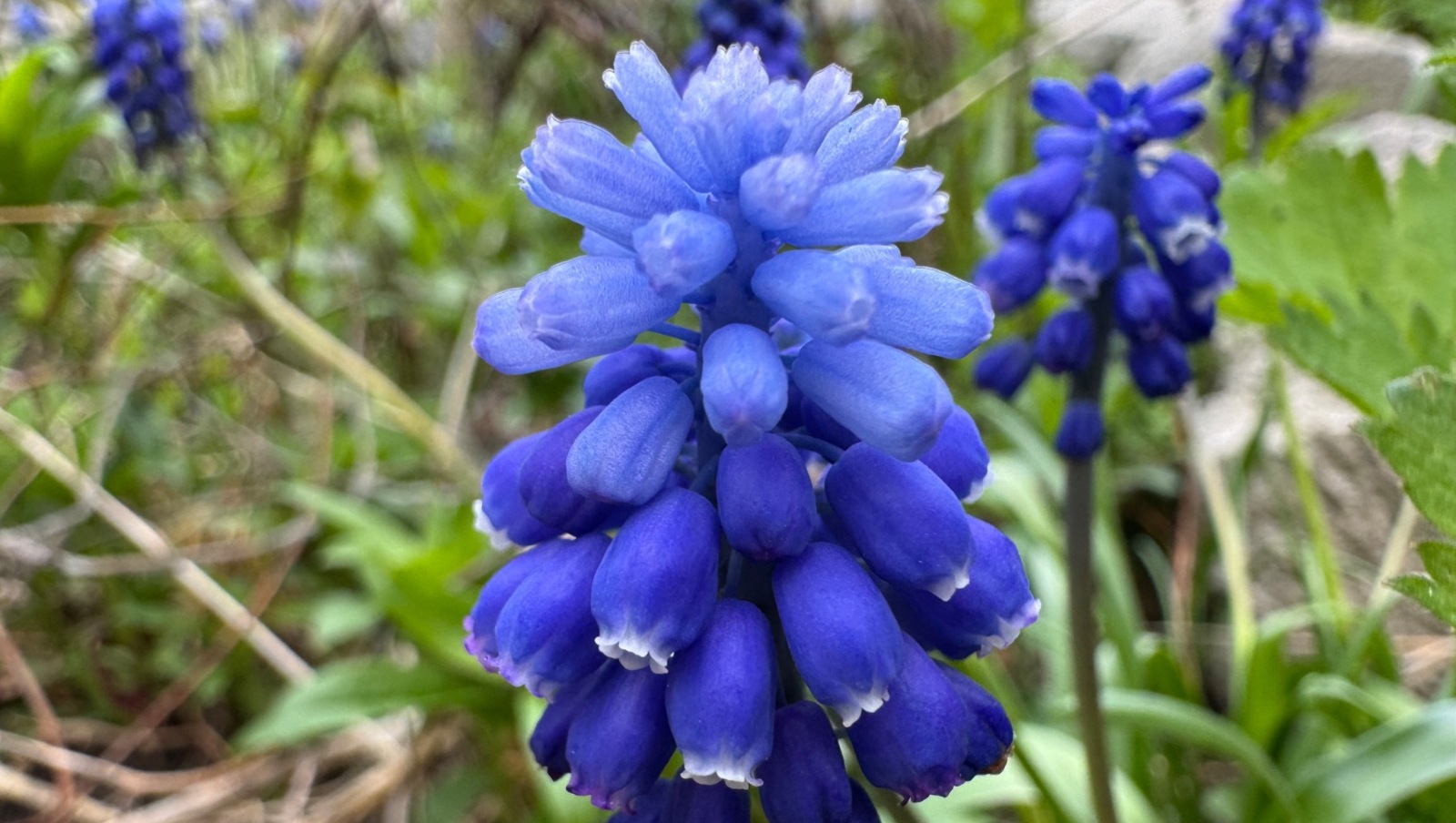 Елены Колоколовой.