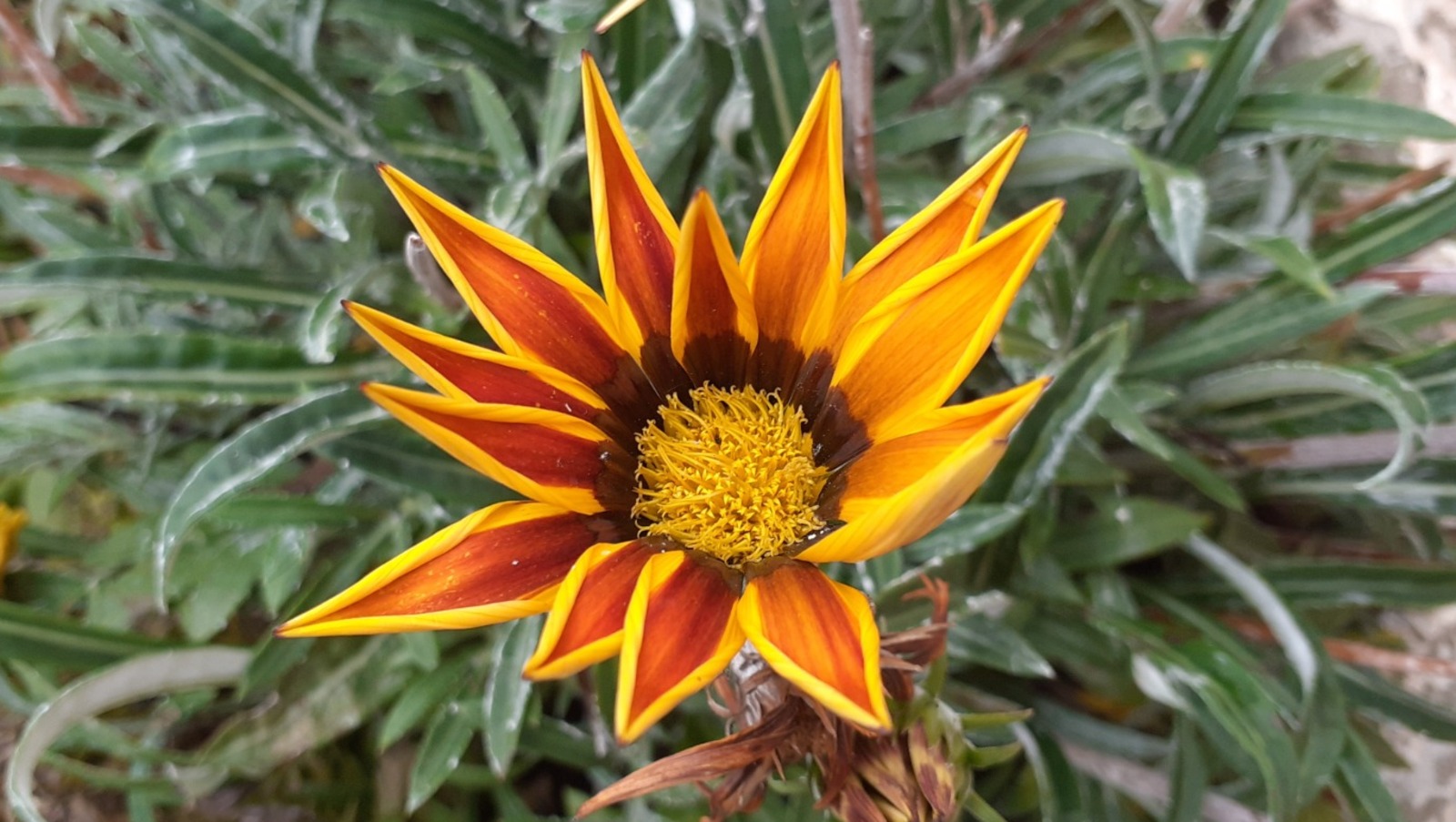 Владимира Шакиева.