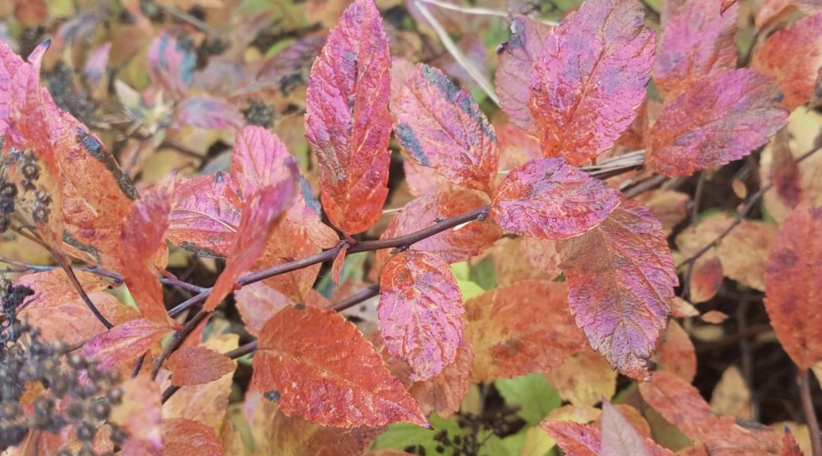 Евгении Сюткиной. "Общественная электронная газета".