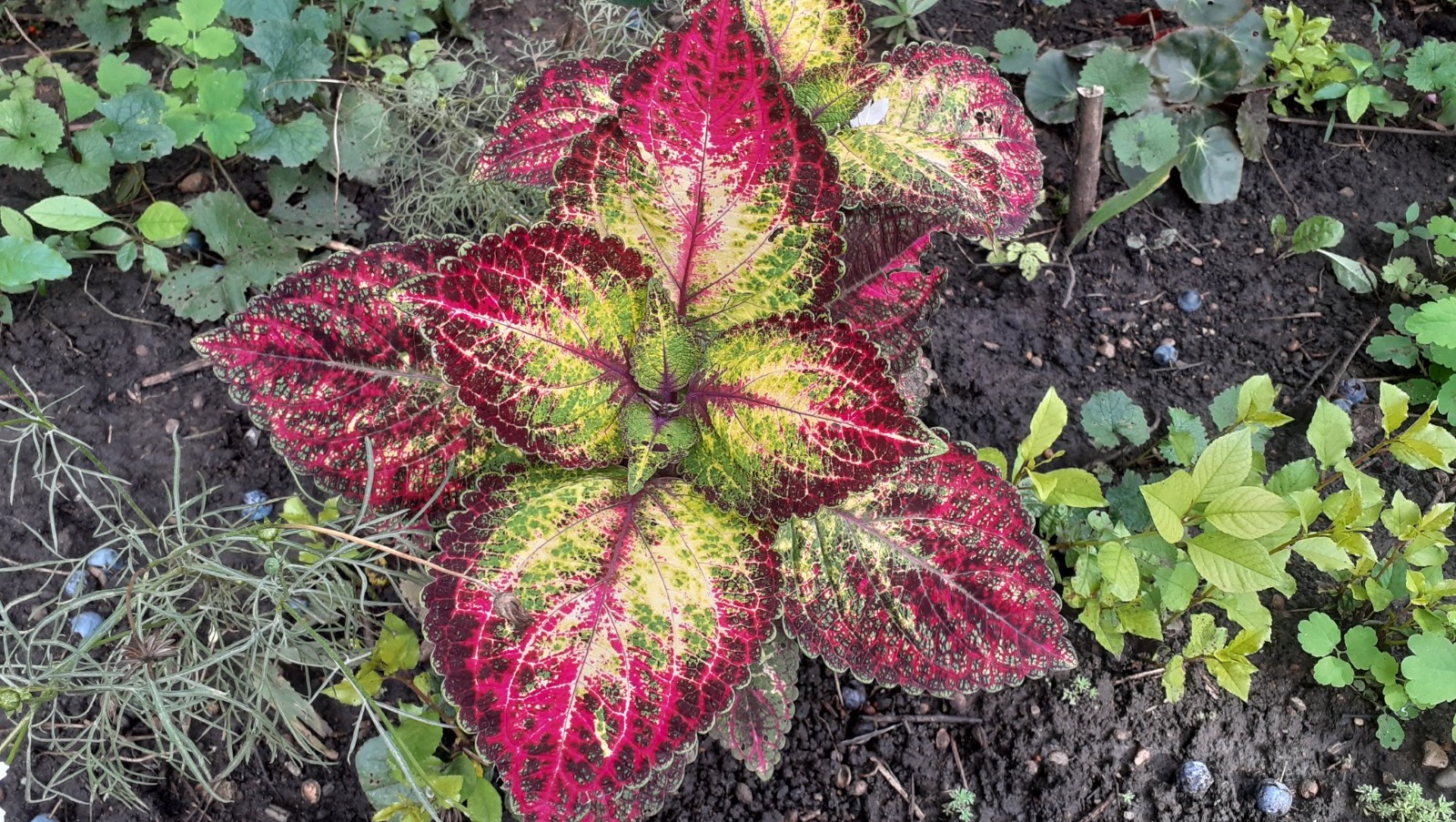 Владимира Шакиева.