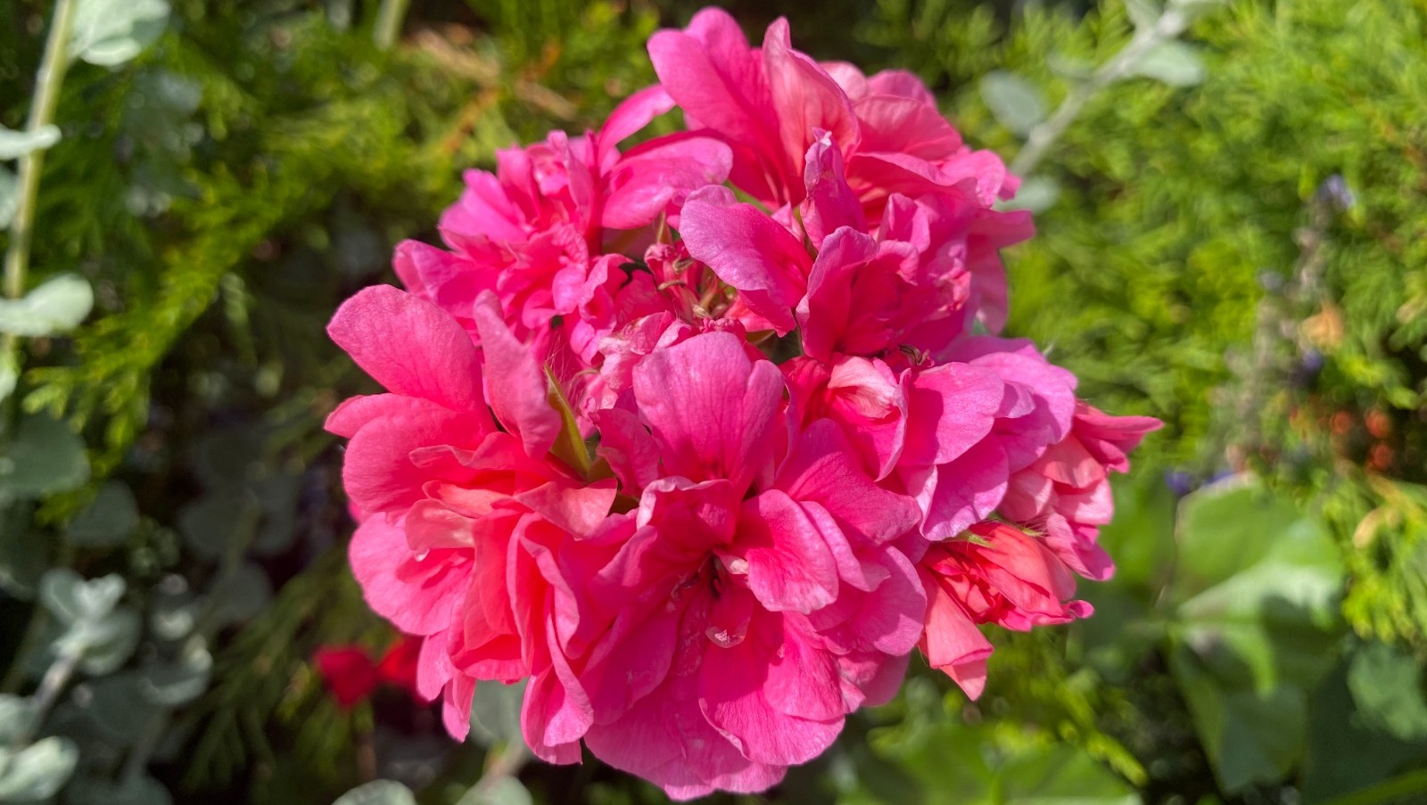 Елены Колоколовой.