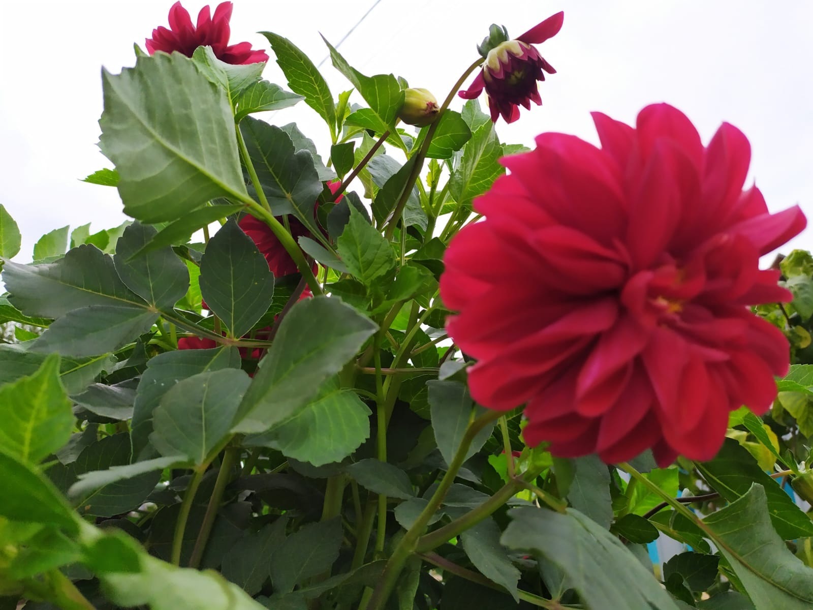 Васили Саитовой.