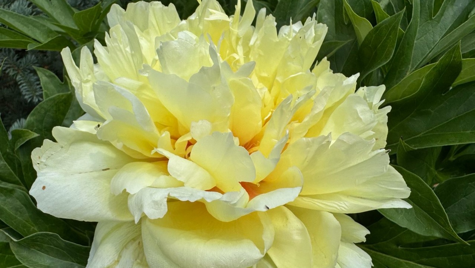 Елены Колоколовой.