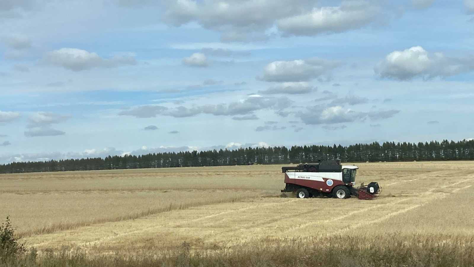 Елены Колоколовой.