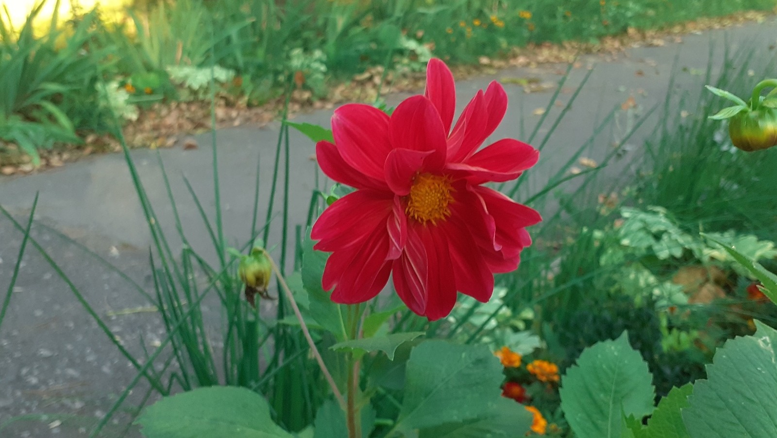 Владимира Шакиева.